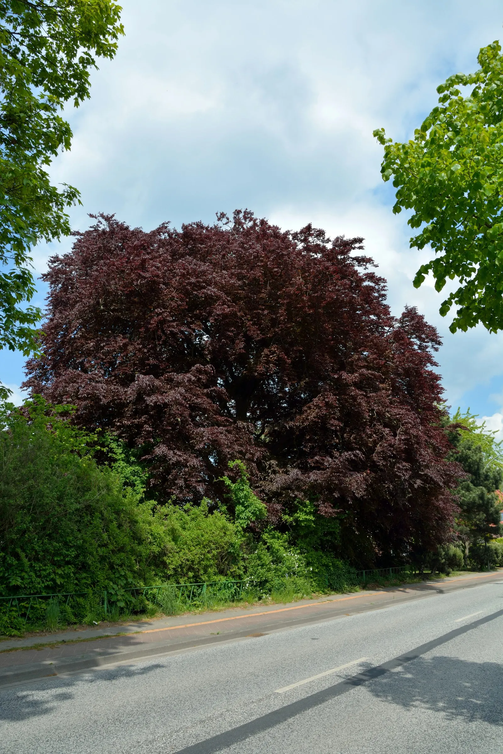 Copper Beech (Fagus Sylvatica F. Purpurea) — tree for full or half
