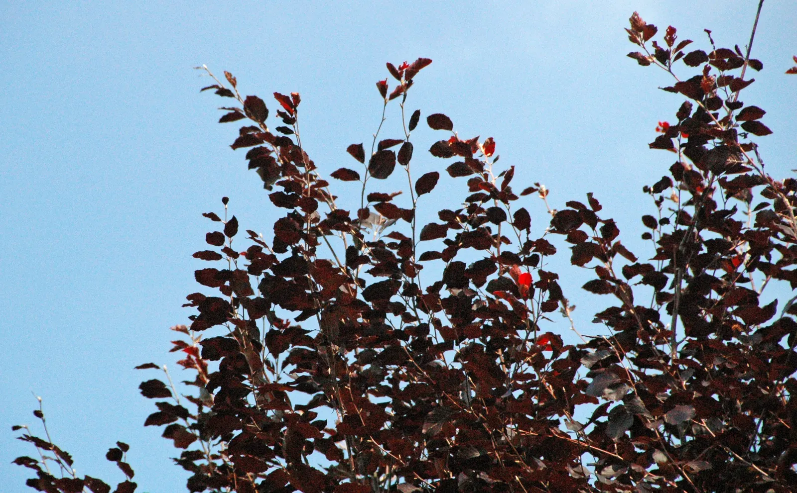 Copper Beech (Fagus Sylvatica F. Purpurea) — Ensure adequate space is provided for the root system to establish; when placing the Copper Beech in a design