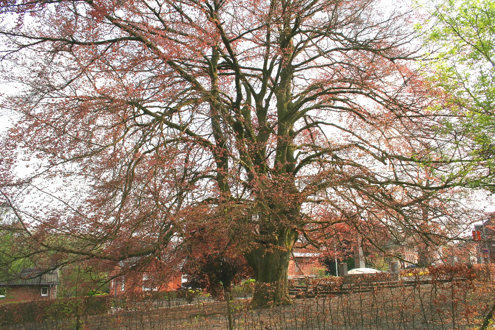 Copper Beech (Fagus Sylvatica F. Purpurea) — gray bark and low-branching; this majestic tree can attain a height of 50 to 60 feet with a spread of 35 to 45 feet