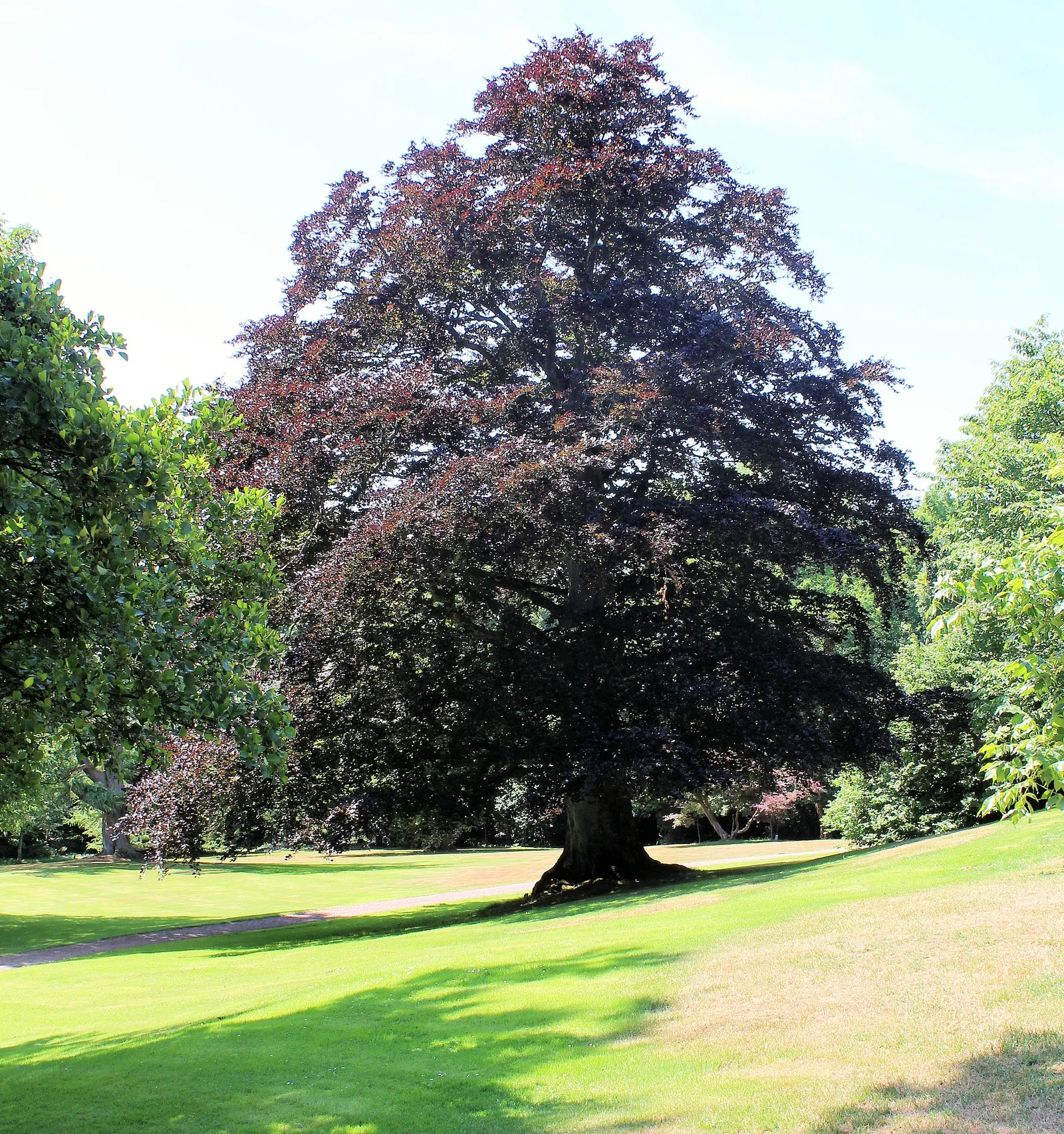 Copper Beech (Fagus Sylvatica F. Purpurea) — The Copper Beech, Fagus sylvatica f; it thrives in well-drained soil and full sun to part shade