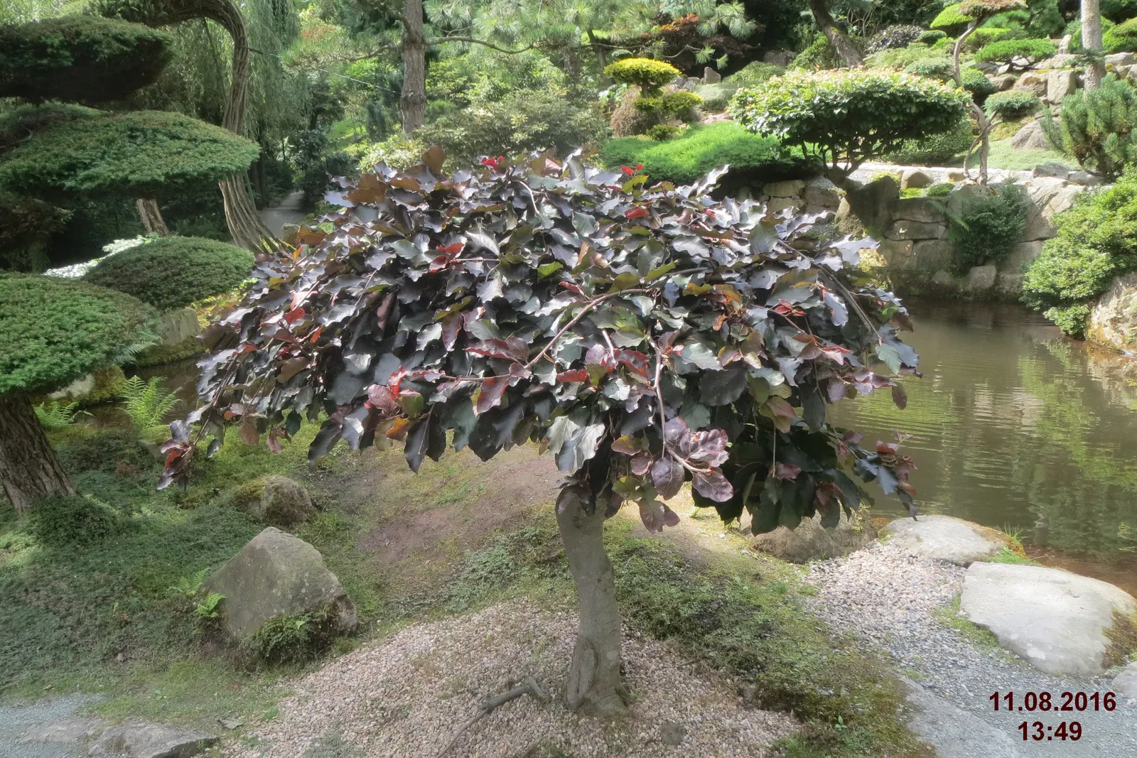 Copper Beech (Fagus Sylvatica F. Purpurea) — it thrives in well-drained soil and full sun to part shade; purpurea, is a striking deciduous tree, image 50