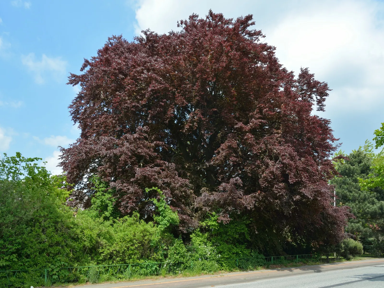 Copper Beech (Fagus Sylvatica F. Purpurea) — purpurea, is an ornamental cultivar of the European Beech with a striking presence in any landscape; tree for full