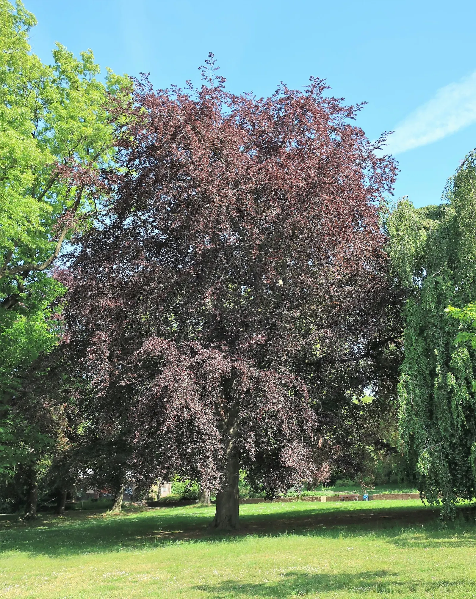 Copper Beech (Fagus Sylvatica F. Purpurea) — purpurea, is an ornamental cultivar of the European Beech with a striking presence in any landscape