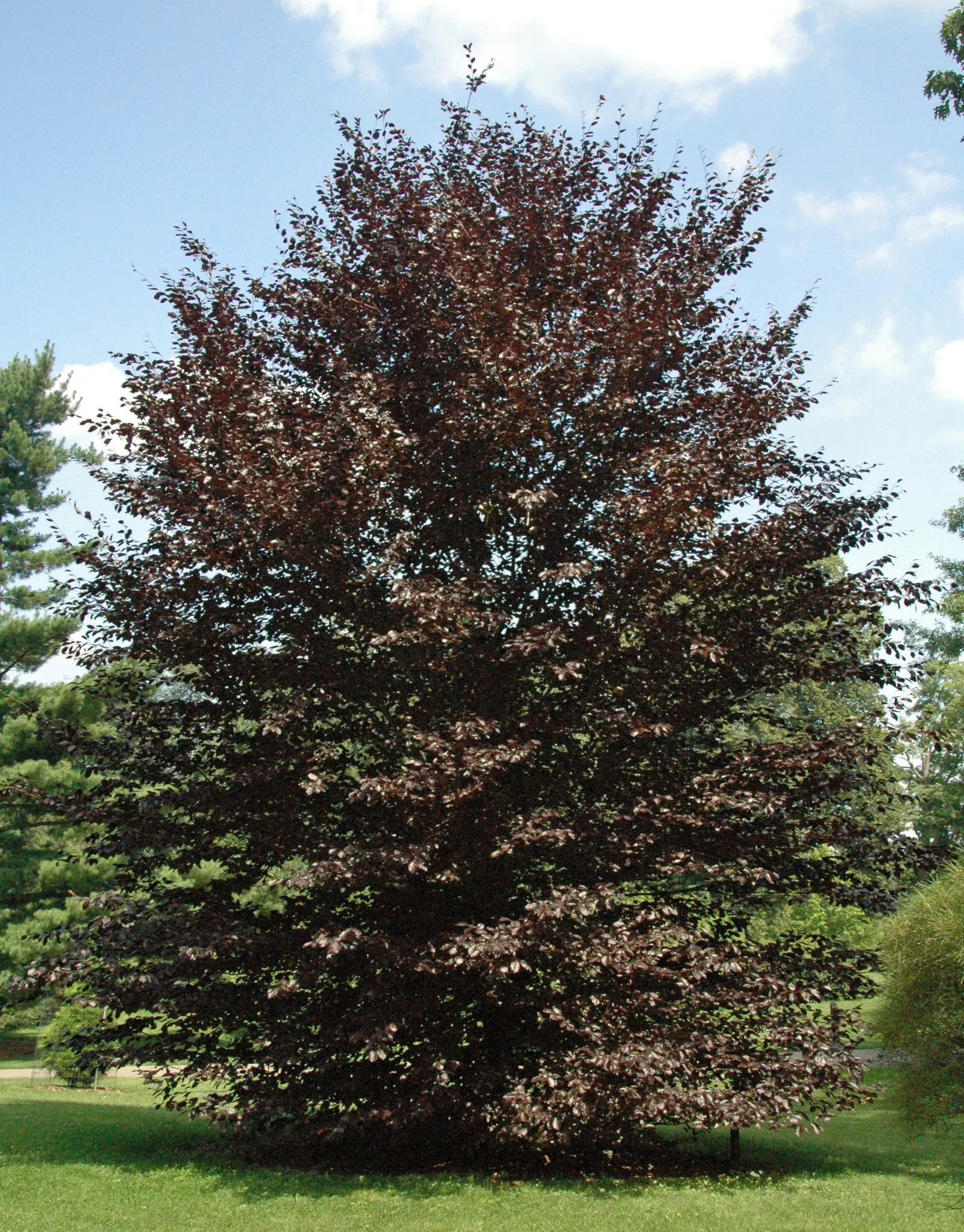Copper Beech (Fagus Sylvatica F. Purpurea) — The Copper Beech, or Fagus sylvatica f; rounded canopy add year-round interest.<br><br>Maintenance for the Copper