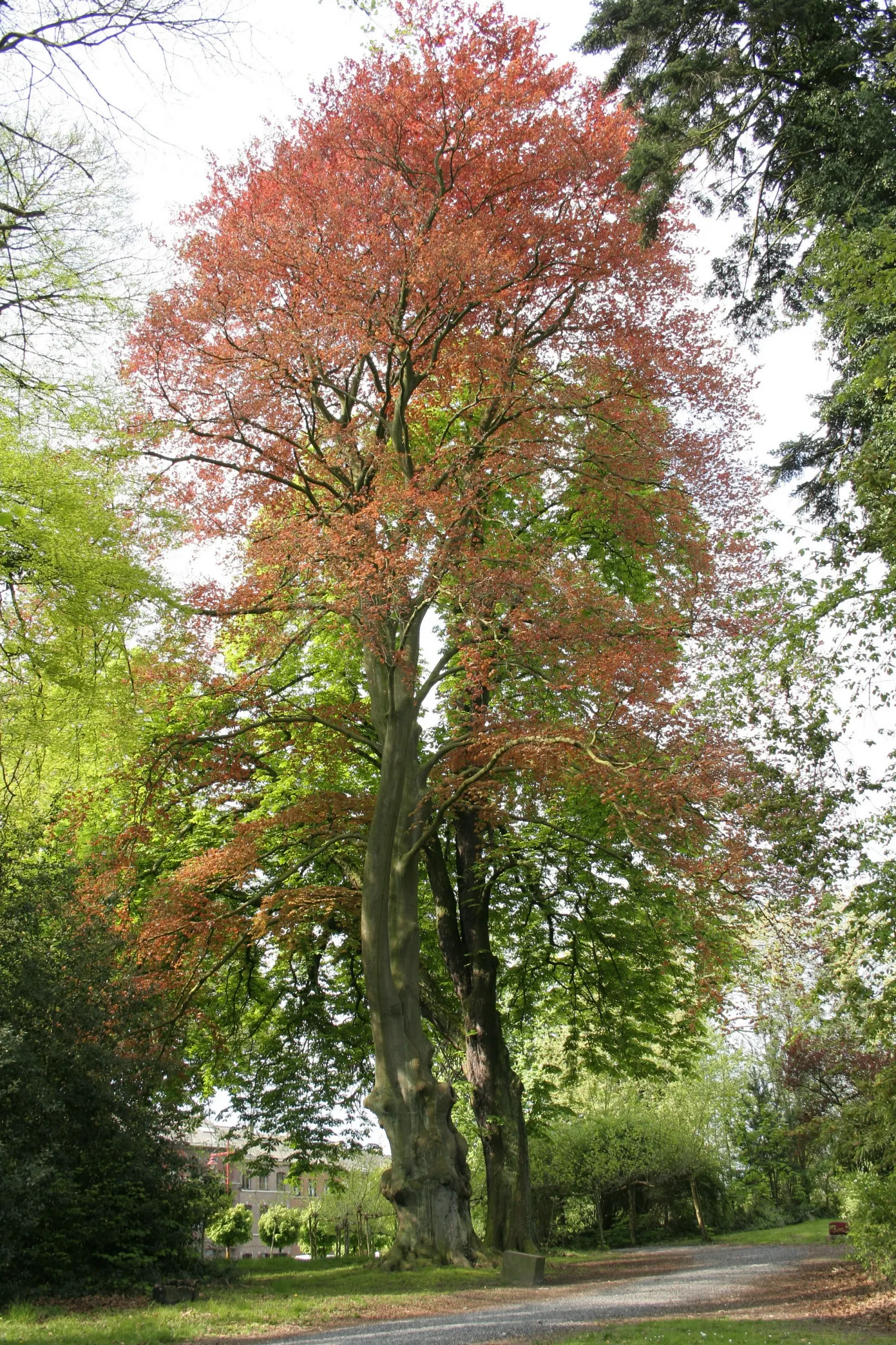 Copper Beech (Fagus Sylvatica F. Purpurea) — rounded canopy add year-round interest.<br><br>Maintenance for the Copper Beech is minimal; making it a desirable