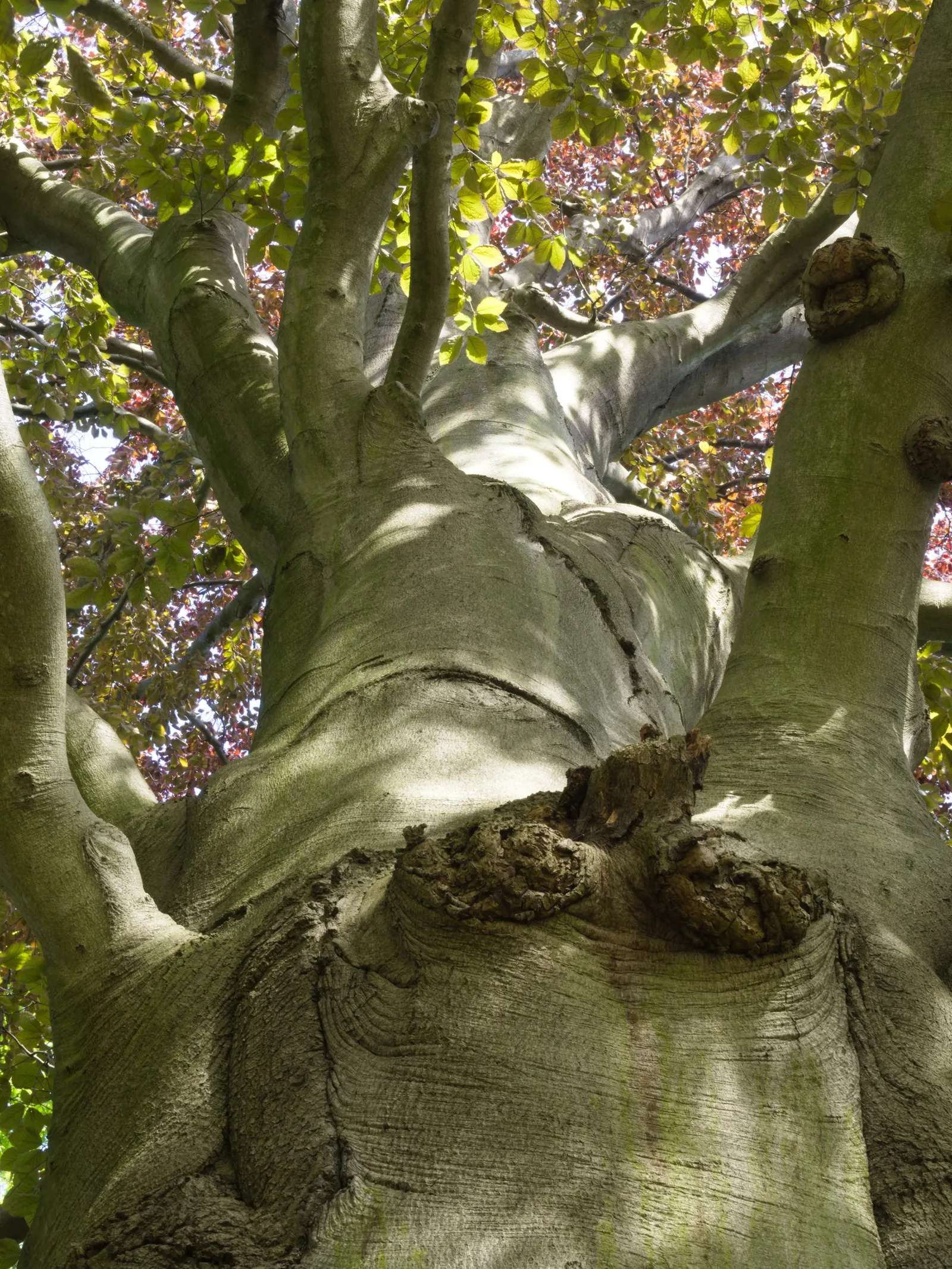Copper Beech (Fagus Sylvatica F. Purpurea) — The Copper Beech, Fagus sylvatica f