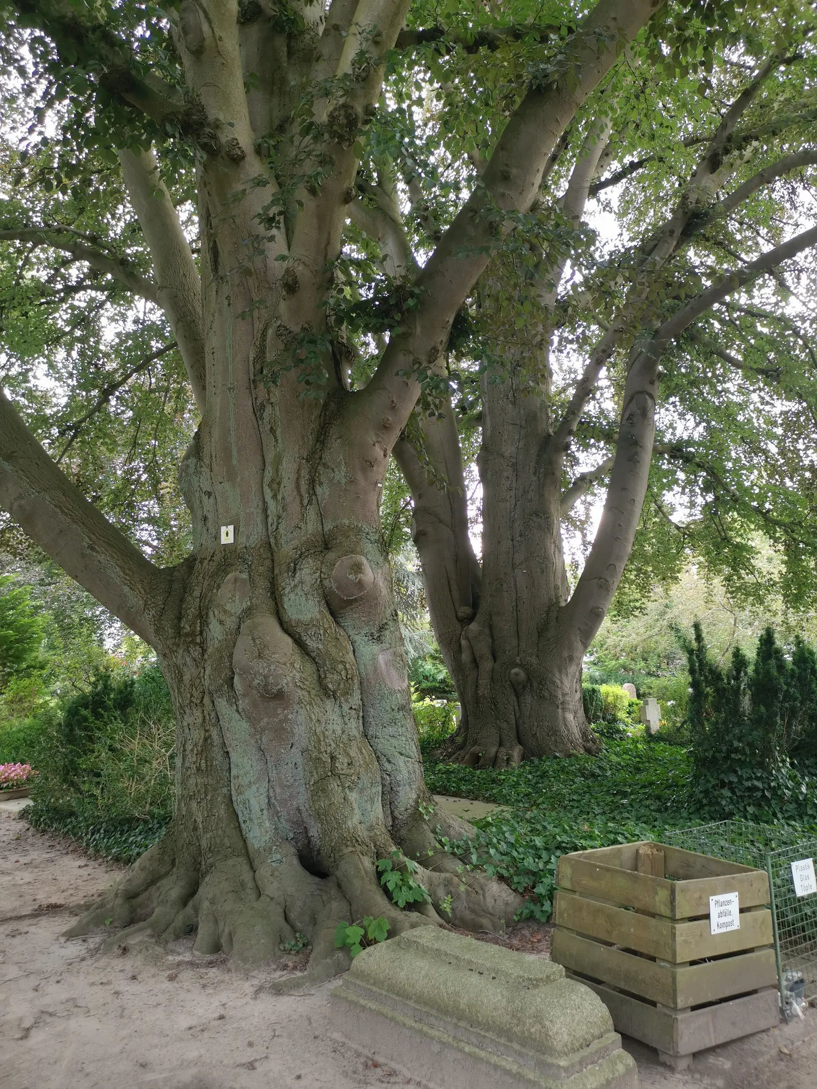 Copper Beech (Fagus Sylvatica F. Purpurea) — A standout specimen, it provides year-round interest and is ideal for larger landscapes; which emerges as a deep