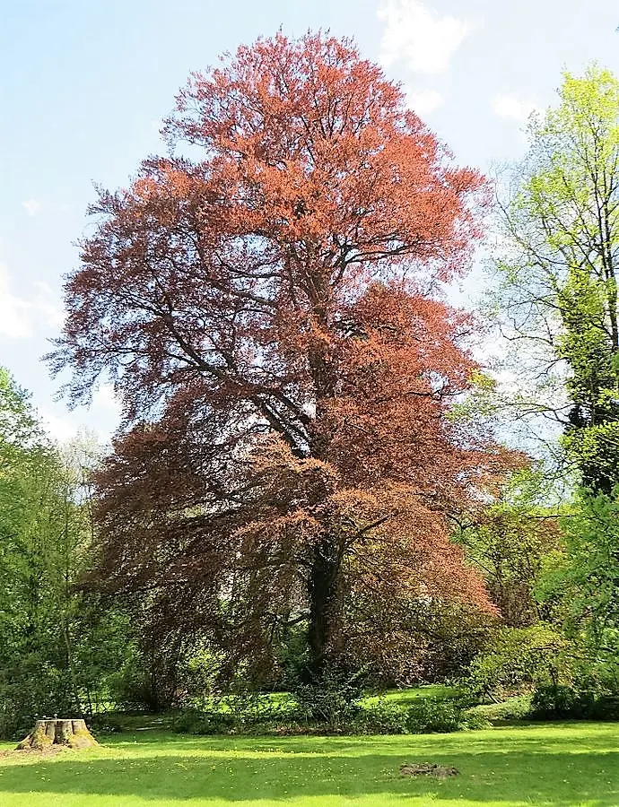 Copper Beech (Fagus Sylvatica F. Purpurea) — A standout specimen, it provides year-round interest and is ideal for larger landscapes