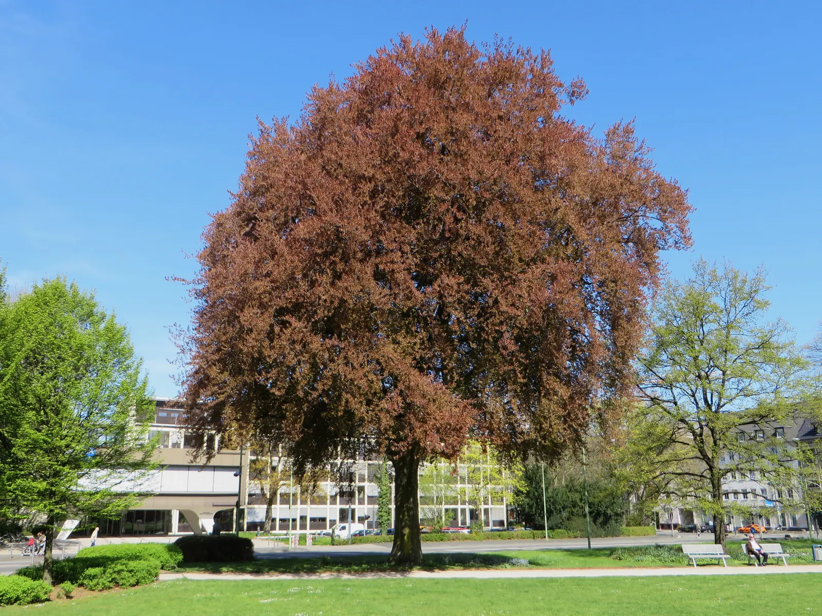 Copper Beech (Fagus Sylvatica F. Purpurea) — such as understory shrubs with lighter green or variegated leaves