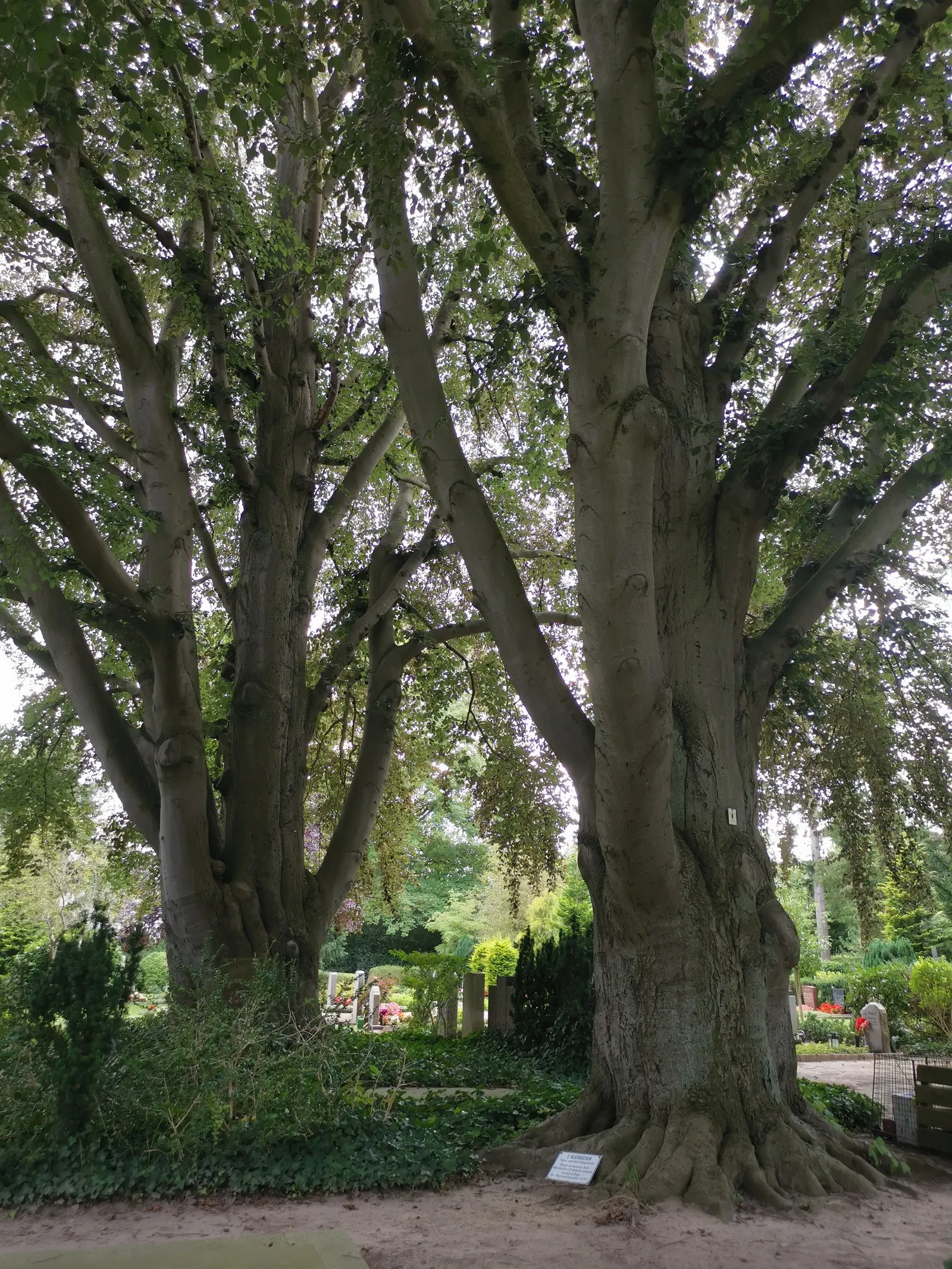 Copper Beech (Fagus Sylvatica F. Purpurea) — It is relatively disease-resistant, though it can be sensitive to beech bark disease and aphids