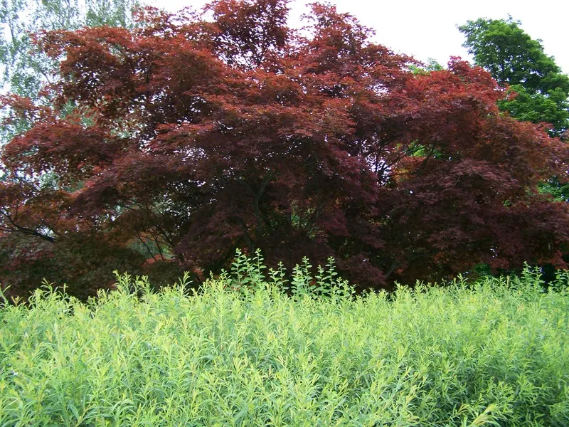 Copper Beech (Fagus Sylvatica F. Purpurea) — When placing the Copper Beech in a design; gray bark and low-branching