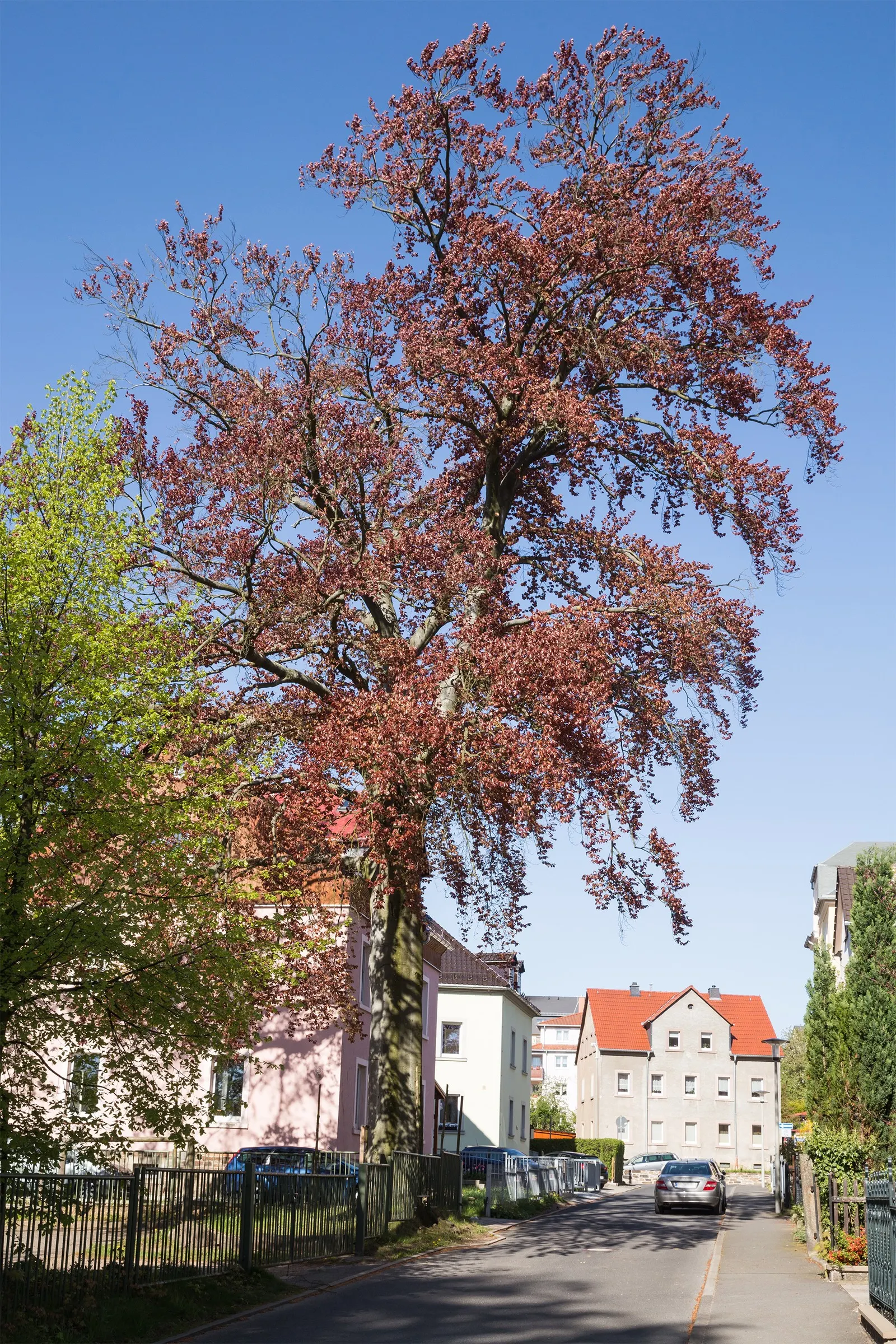 Copper Beech (Fagus Sylvatica F. Purpurea) — consider companion plants that complement its rich foliage; creating a dynamic and aesthetically pleasing garden
