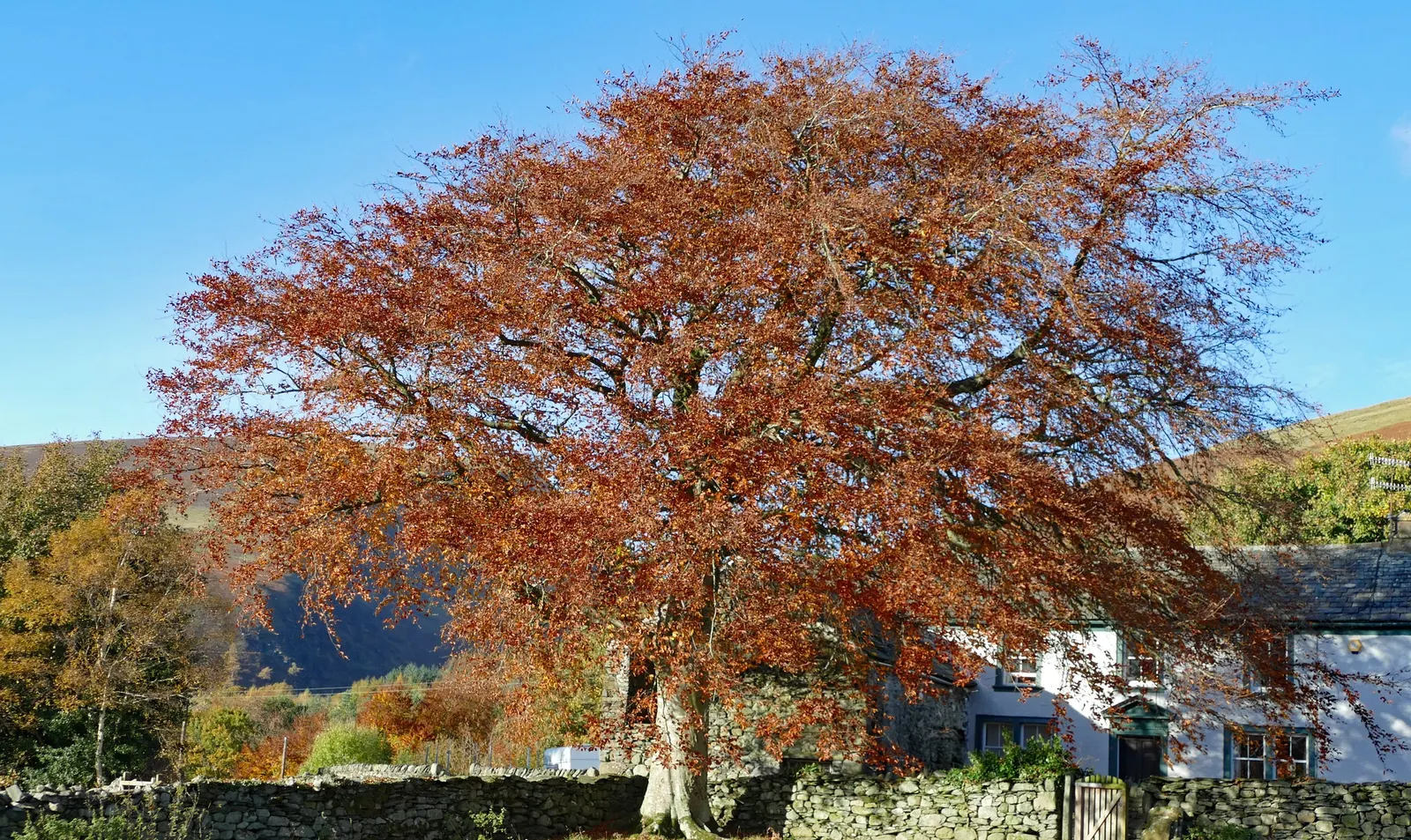 Copper Beech (Fagus Sylvatica F. Purpurea) — The Copper Beech, or Fagus sylvatica f; rounded canopy add year-round interest.<br><br>Maintenance for, image 52