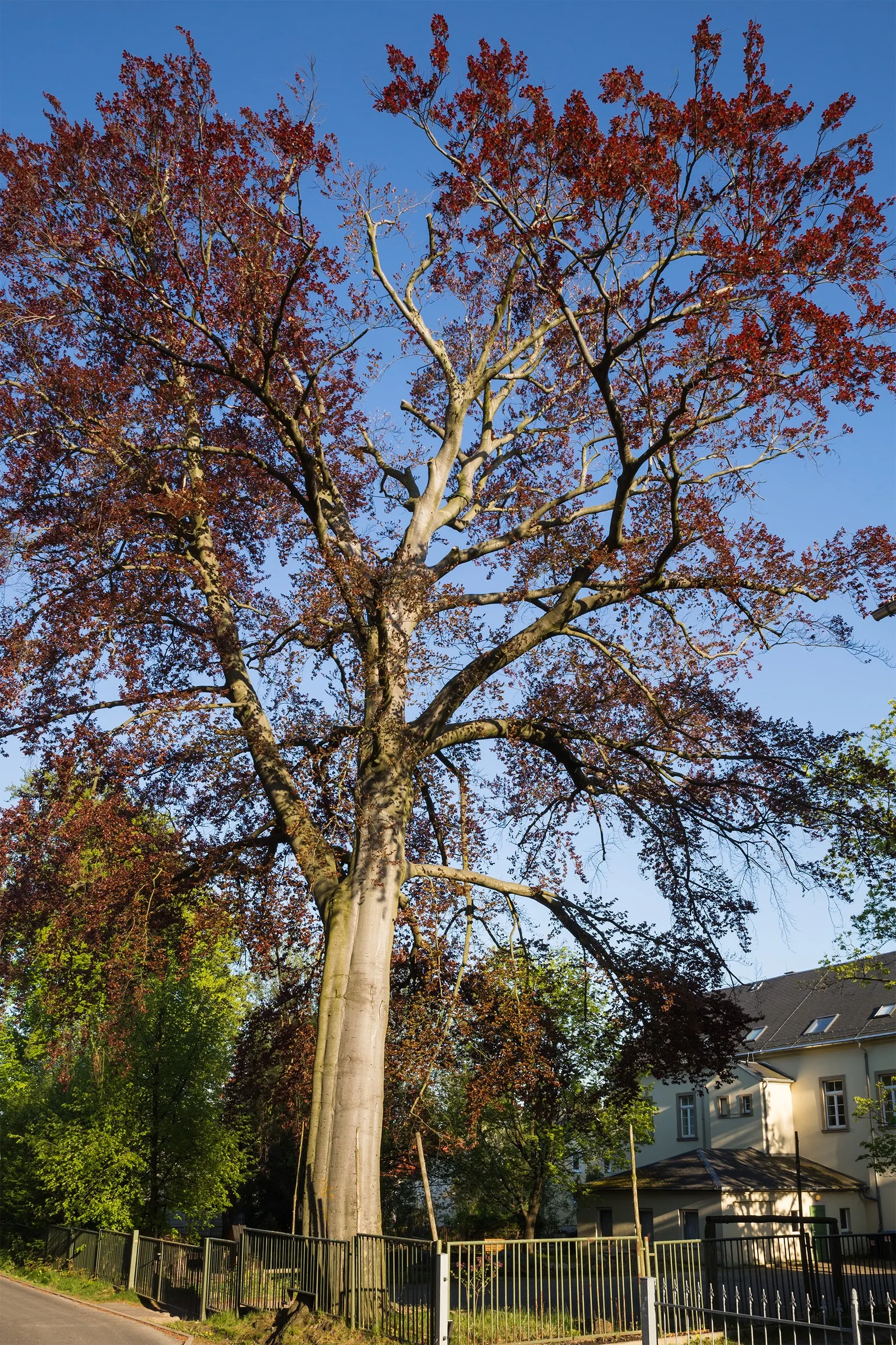Copper Beech (Fagus Sylvatica F. Purpurea) — When placing the Copper Beech in a design