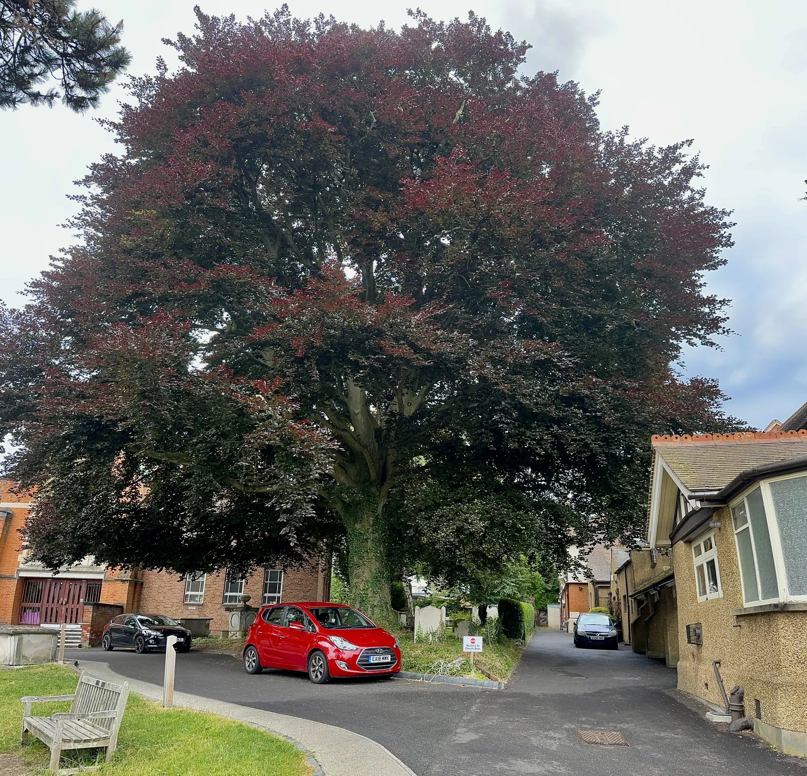 Copper Beech (Fagus Sylvatica F. Purpurea) — A standout specimen, it provides year-round interest and is ideal for larger landscapes; which emerges, image 51