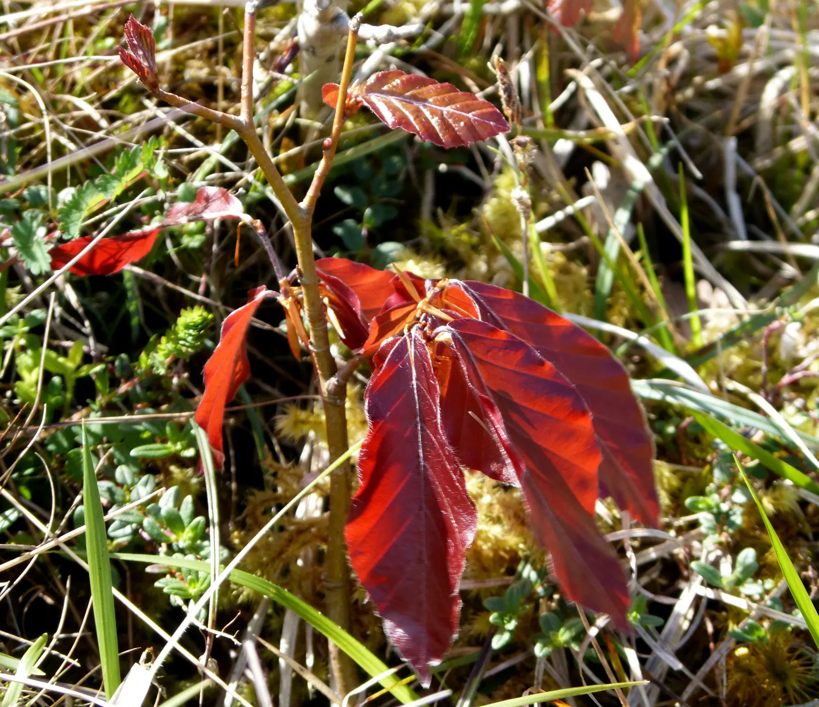 Copper Beech (Fagus Sylvatica F. Purpurea) — It is recognized for its distinctive copper-colored foliage; purpurea, is an ornamental cultivar of the European