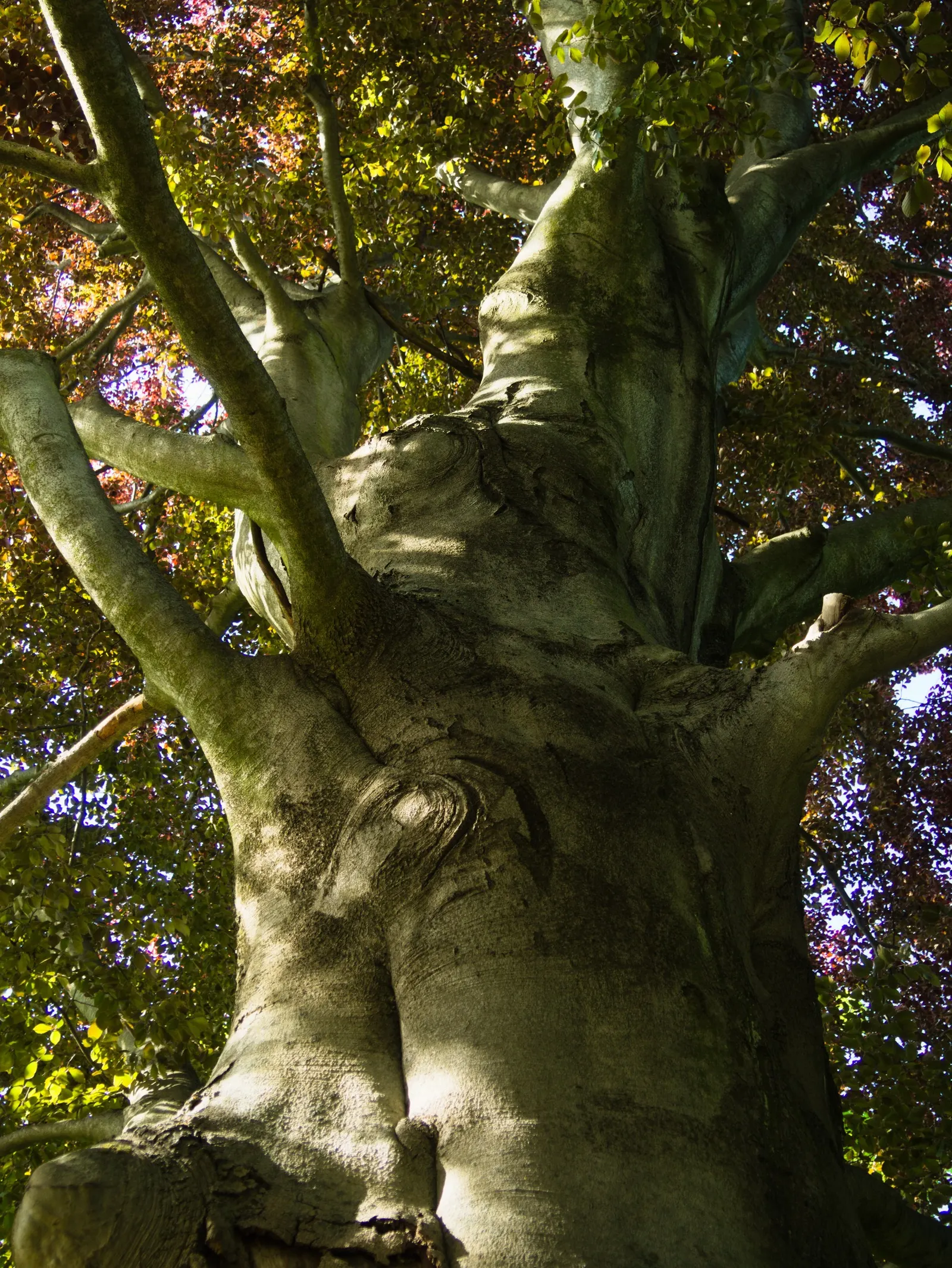 Copper Beech (Fagus Sylvatica F. Purpurea) — tree for full or half; consider companion plants that complement its rich foliage