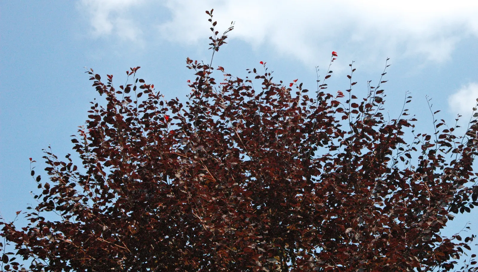 Copper Beech (Fagus Sylvatica F. Purpurea) — keeping in mind the mature size of the tree; its foliage is a rich purple, maturing to coppery-green