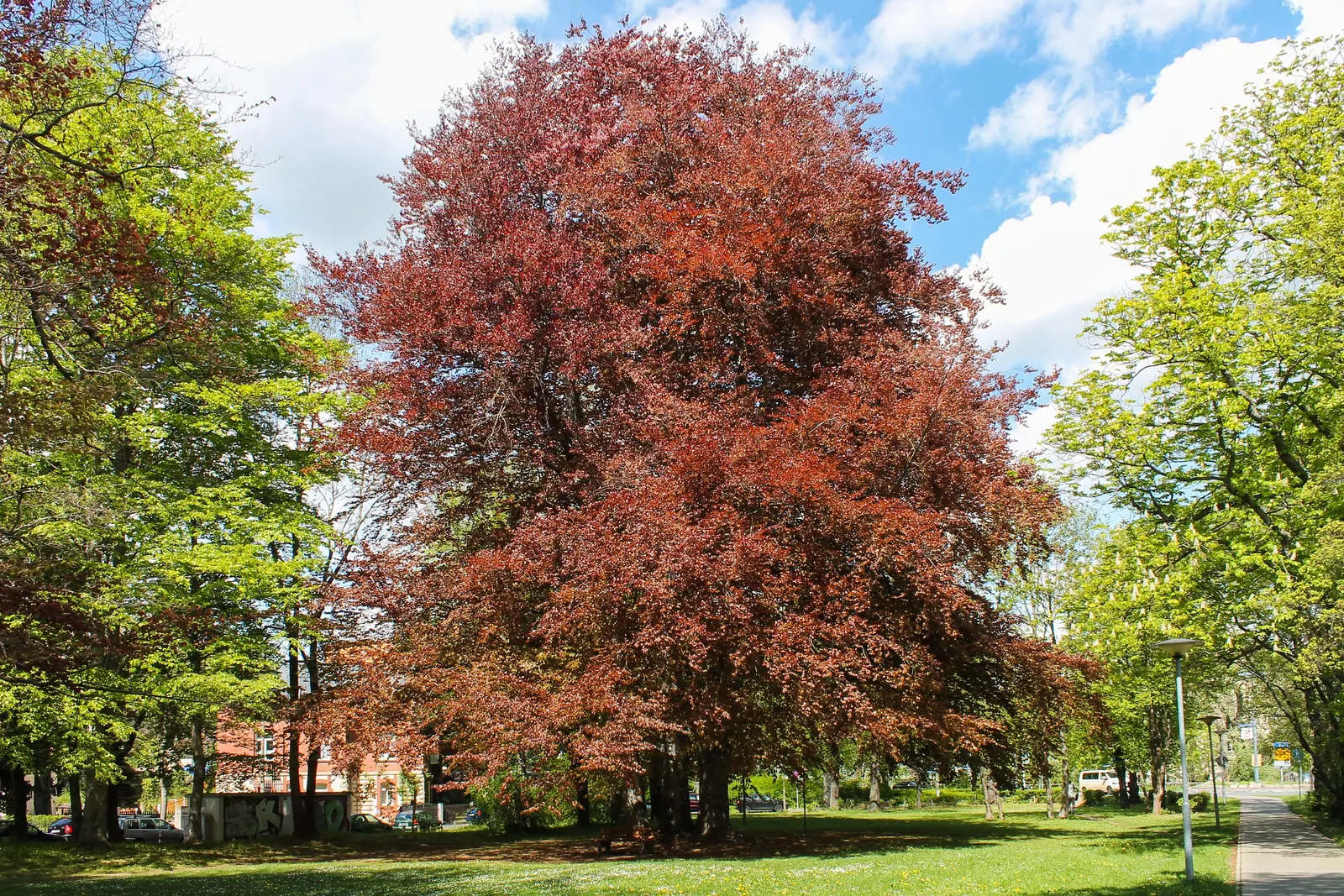 Copper Beech (Fagus Sylvatica F. Purpurea) — making it a desirable choice for both public areas and private gardens; the Copper Beech, Fagus sylvatica f
