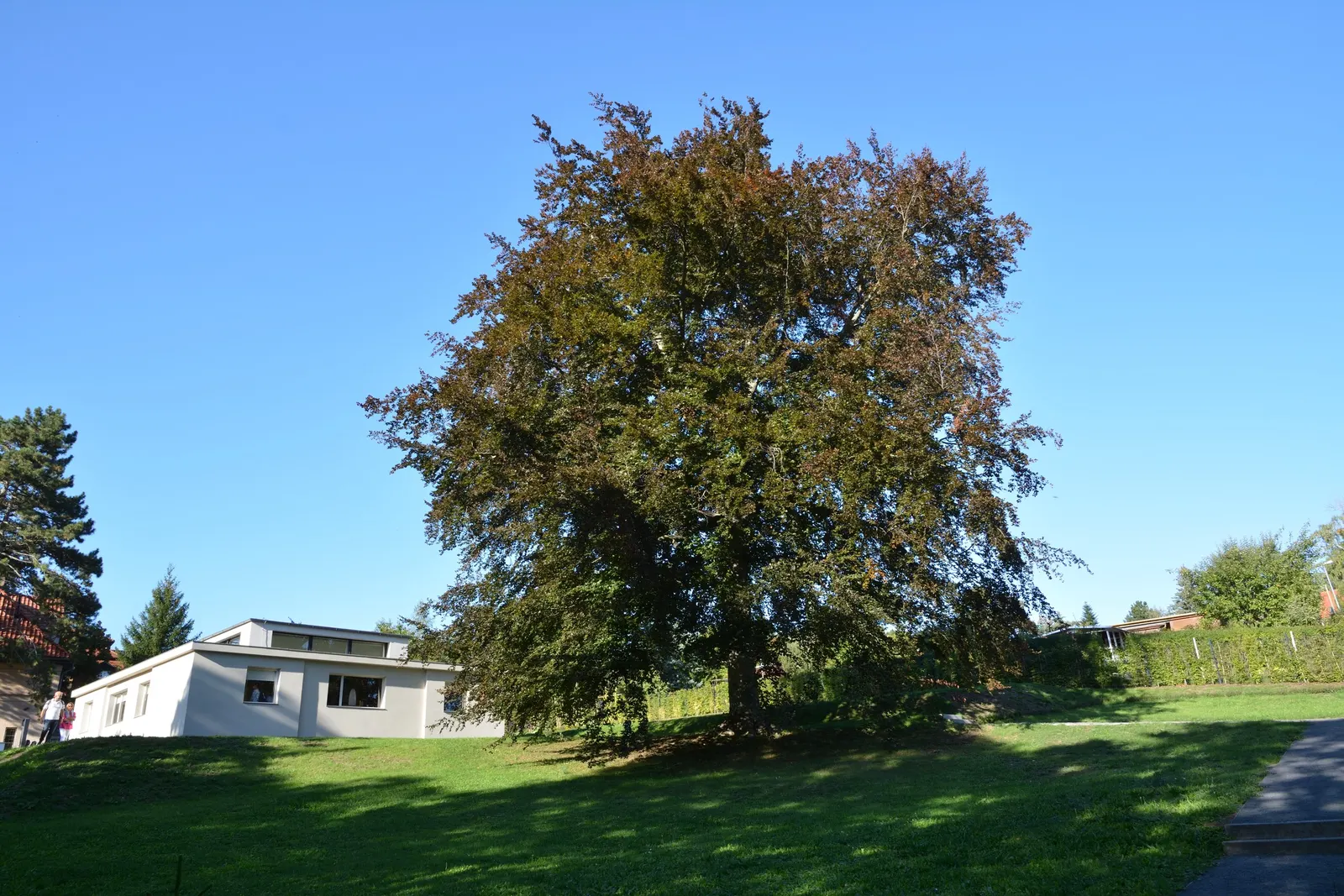 Copper Beech (Fagus Sylvatica F. Purpurea) — The Copper Beech, Fagus sylvatica f; it thrives in well-drained soil and full sun to part shade, image 47