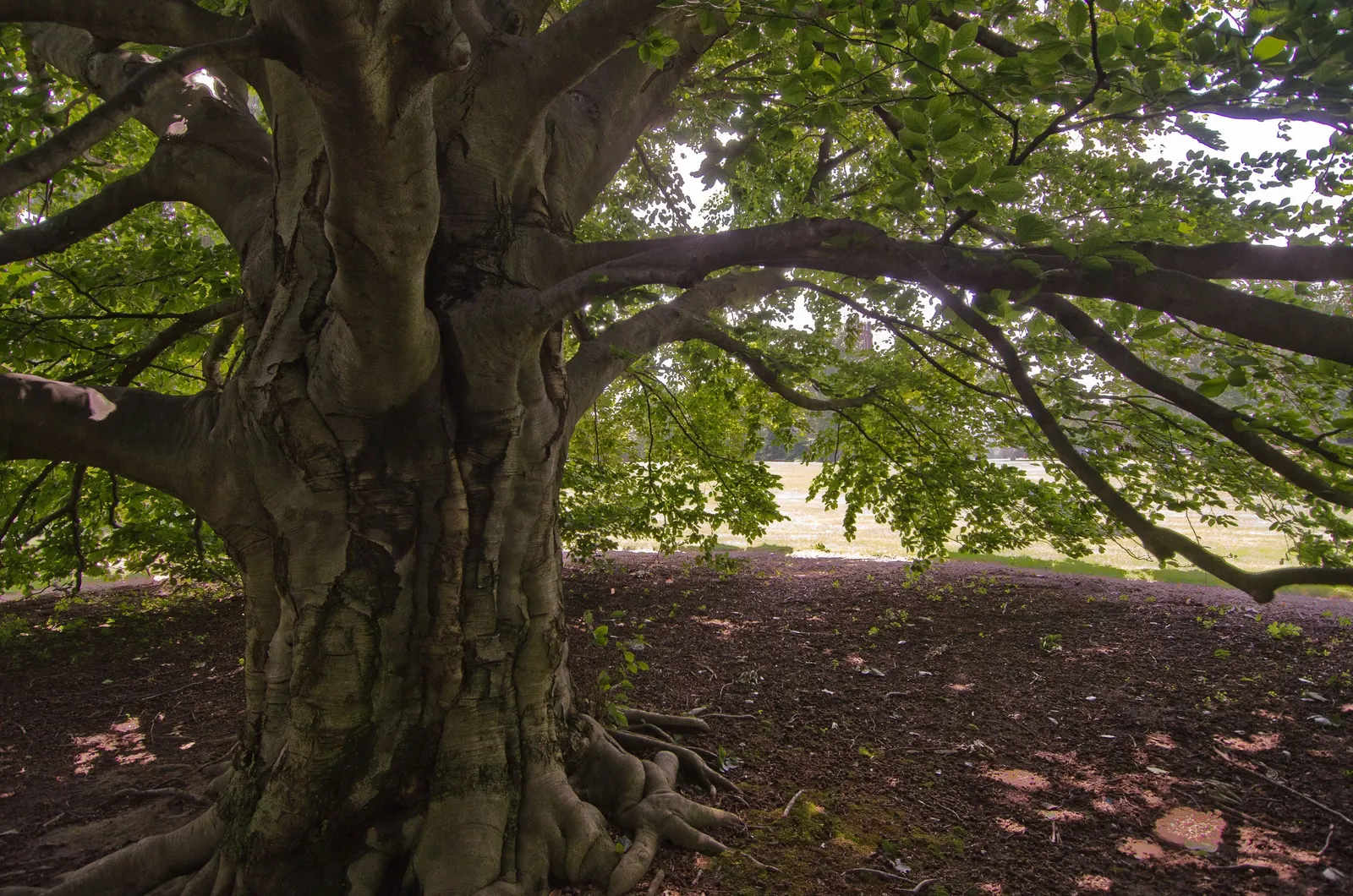 Copper Beech (Fagus Sylvatica F. Purpurea) — It is relatively disease-resistant, though it can be sensitive to beech bark disease and aphids; it is recognized