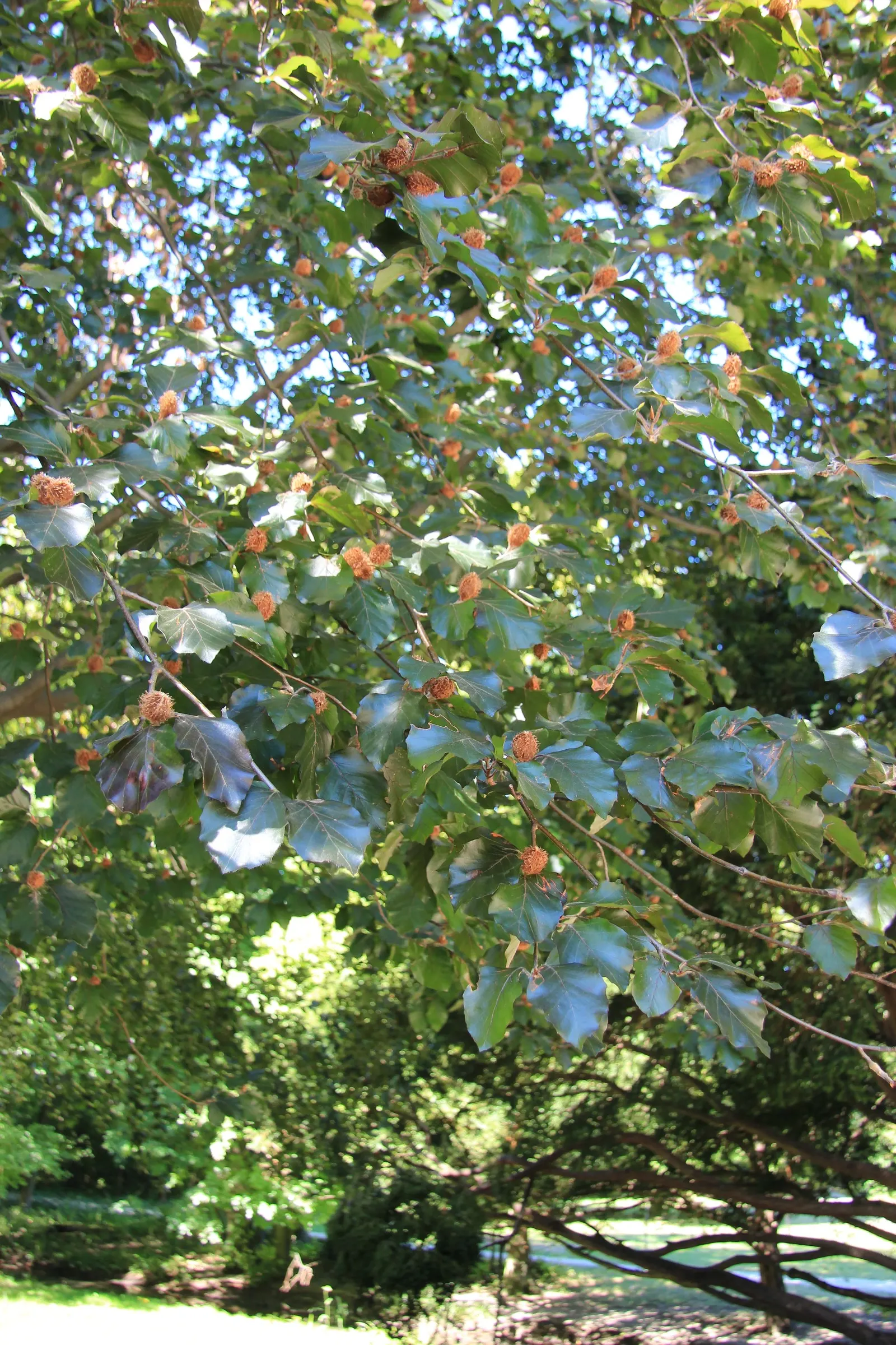 Copper Beech (Fagus Sylvatica F. Purpurea) — it's essential to account for the fact that the Copper Beech prefers well-drained; a standout specimen, it