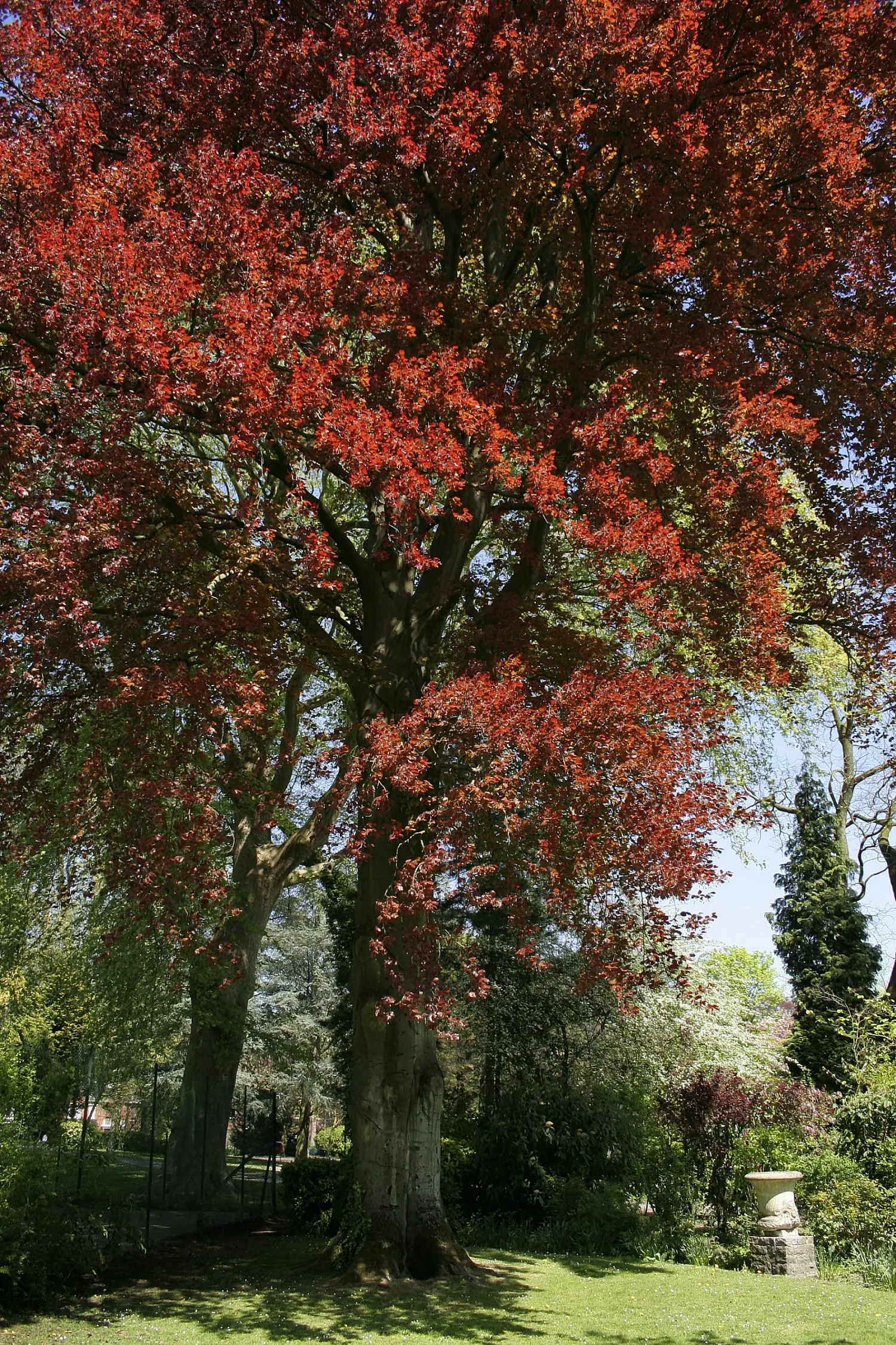 Copper Beech (Fagus Sylvatica F. Purpurea) — it thrives in well-drained soil and full sun to part shade