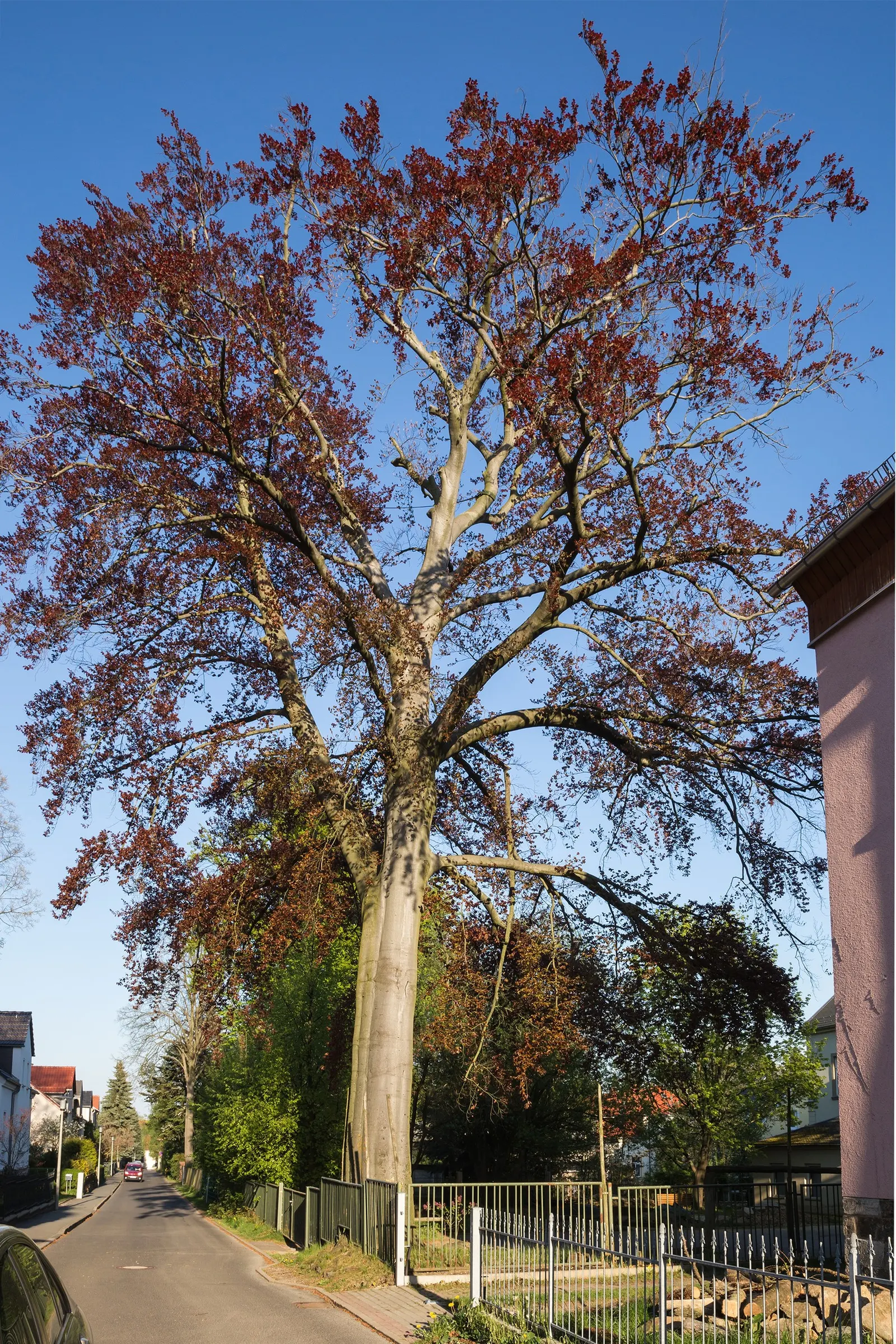 Copper Beech (Fagus Sylvatica F. Purpurea) — creating a dynamic and aesthetically pleasing garden design