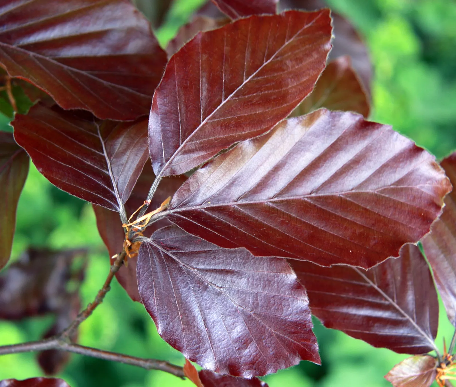 Copper Beech (Fagus Sylvatica F. Purpurea) — making it a desirable choice for both public areas and private gardens; the Copper Beech, Fagus, image 63