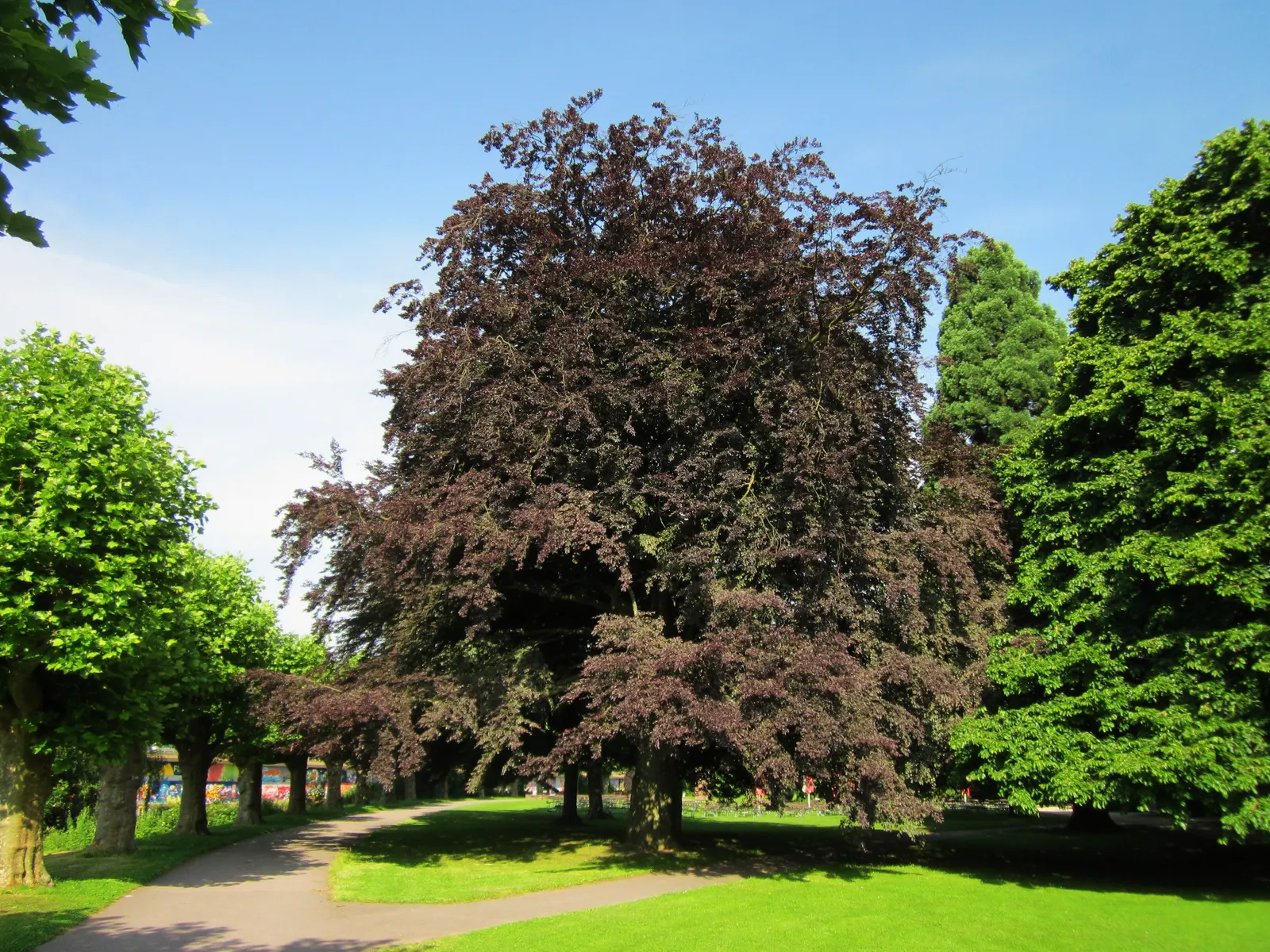 Copper Beech (Fagus Sylvatica F. Purpurea) — It is recognized for its distinctive copper-colored foliage; purpurea, is an ornamental cultivar of, image 77