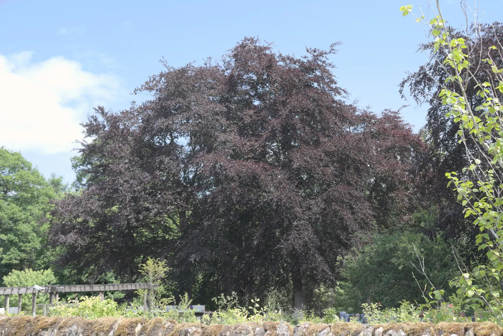 Copper Beech (Fagus Sylvatica F. Purpurea) — Ensure adequate space is provided for the root system to establish; when placing the Copper Beech in a, image 82