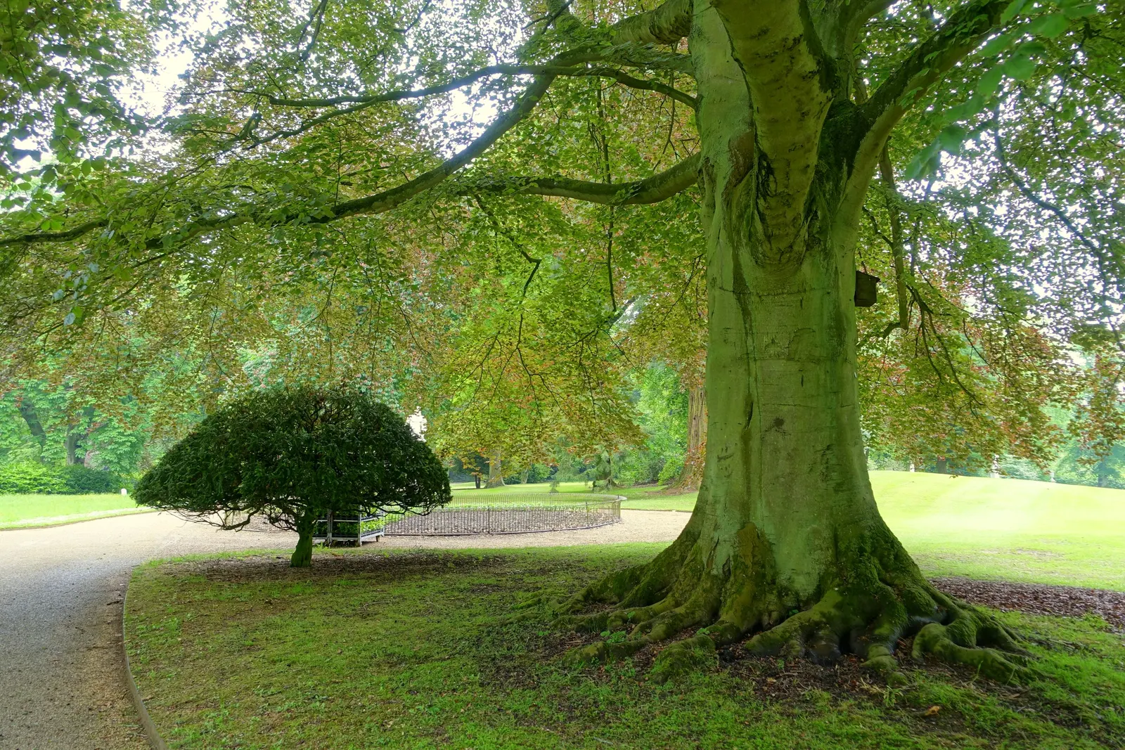 Copper Beech (Fagus Sylvatica F. Purpurea) — fertile soils with a slightly acidic to neutral pH and thrives in full sun to partial shade, image 81