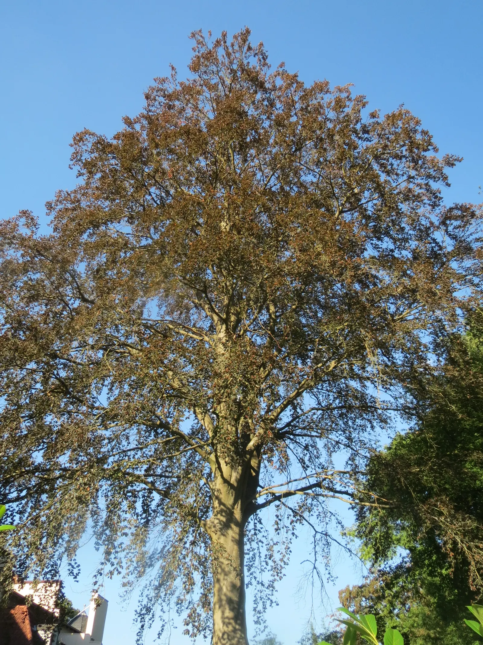 Copper Beech (Fagus Sylvatica F. Purpurea) — A standout specimen, it provides year-round interest and is ideal for larger landscapes; which emerges, image 74