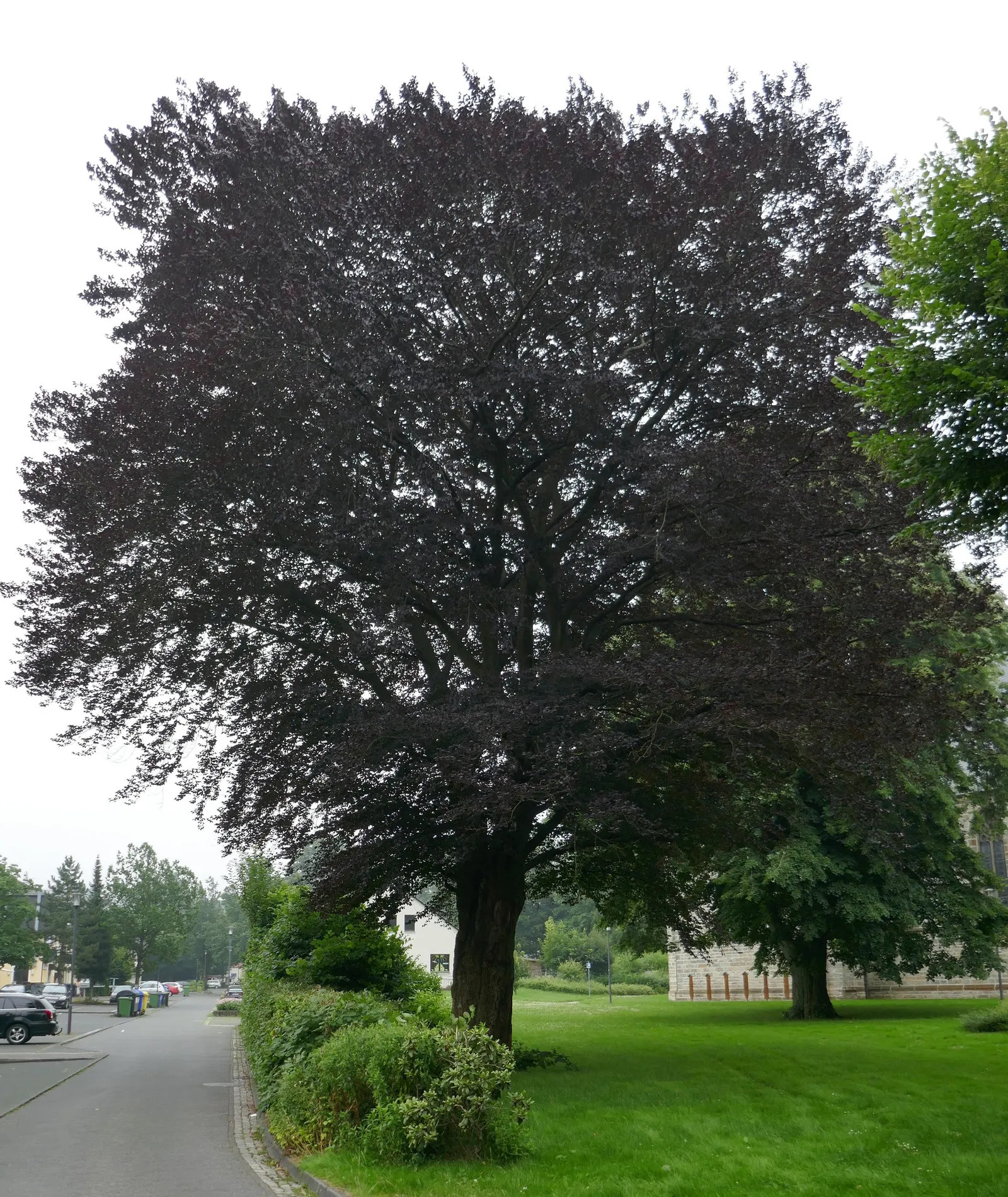 Copper Beech (Fagus Sylvatica F. Purpurea) — it thrives in well-drained soil and full sun to part shade; purpurea, is a striking deciduous tree, image 73