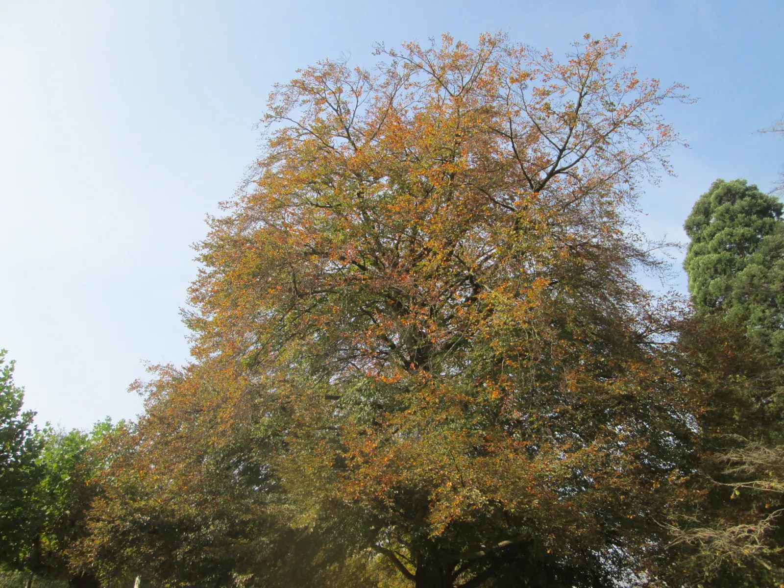 Copper Beech (Fagus Sylvatica F. Purpurea) — such as understory shrubs with lighter green or variegated leaves; the Copper Beech, or Fagus sylvatica f