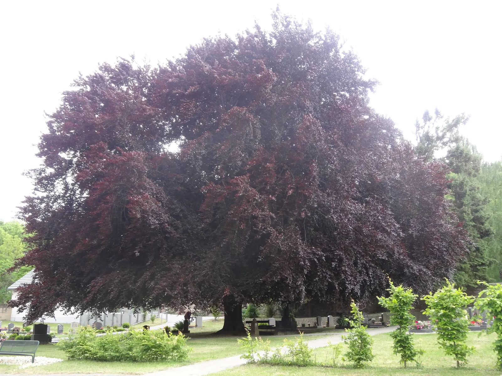 Copper Beech (Fagus Sylvatica F. Purpurea) — keeping in mind the mature size of the tree; its foliage is a rich purple, maturing to coppery-green, image 83