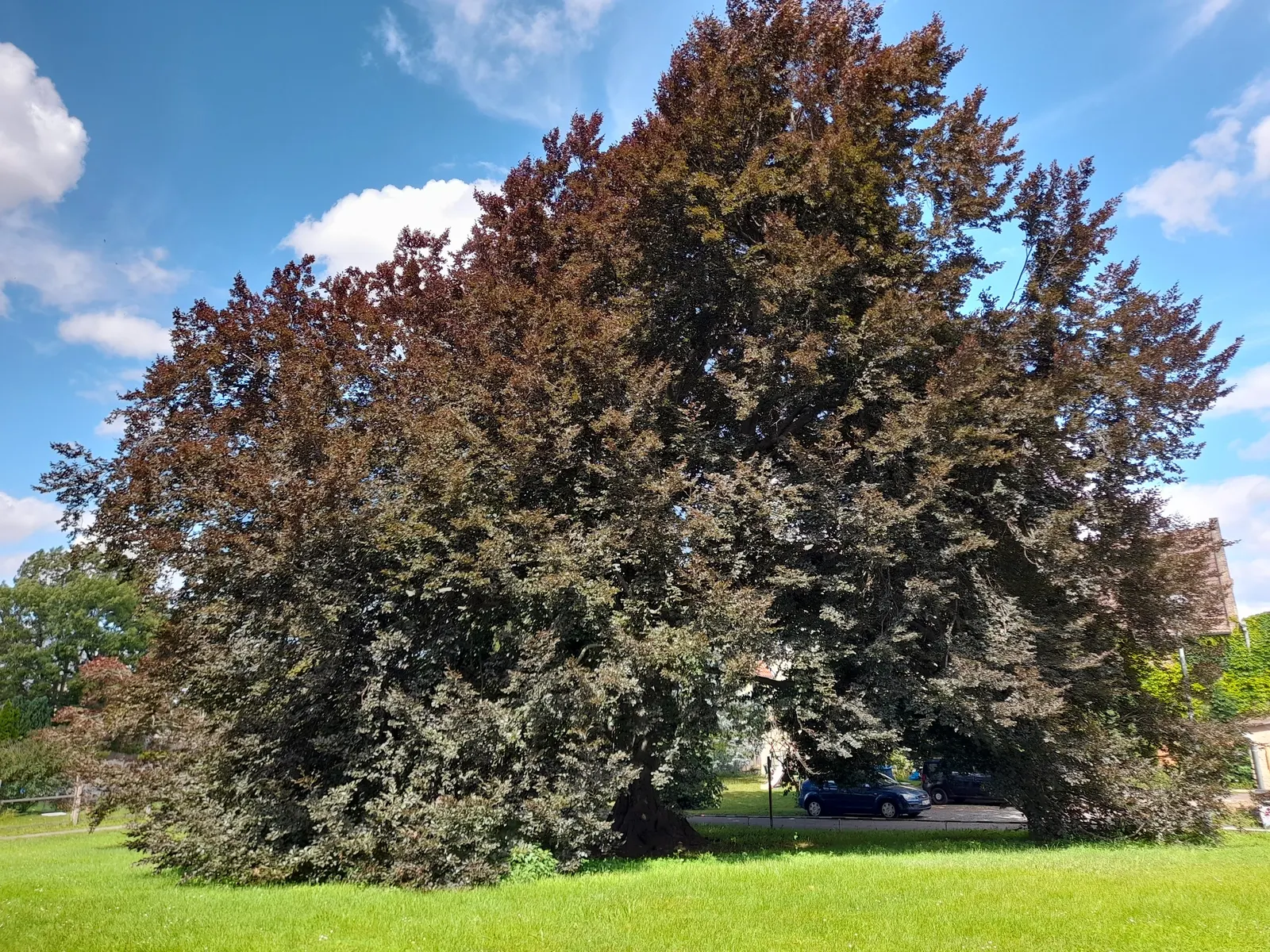 Copper Beech (Fagus Sylvatica F. Purpurea) — When placing the Copper Beech in a design; gray bark and low-branching, image 65