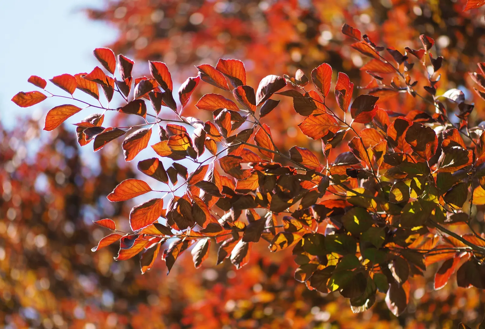 Copper Beech (Fagus Sylvatica F. Purpurea) — purpurea, is an ornamental cultivar of the European Beech with a striking presence in any landscape, image 53