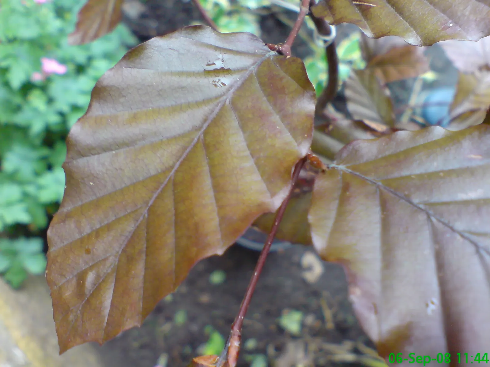 Copper Beech (Fagus Sylvatica F. Purpurea) — which emerges as a deep purple in the spring and gradually morphs into a rich coppery tone in the, image 78