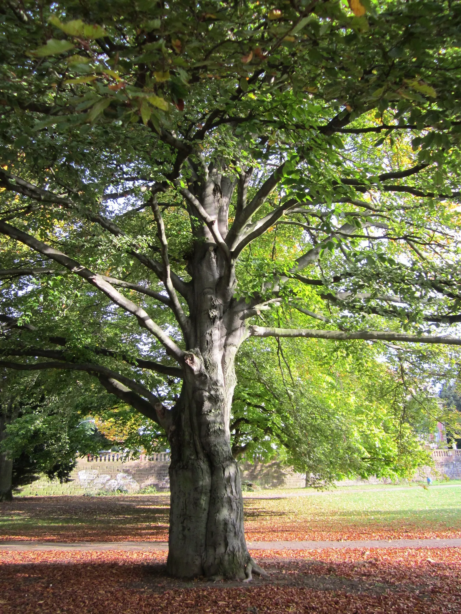 Copper Beech (Fagus Sylvatica F. Purpurea) — It is relatively disease-resistant, though it can be sensitive to beech bark disease and aphids; it is, image 64