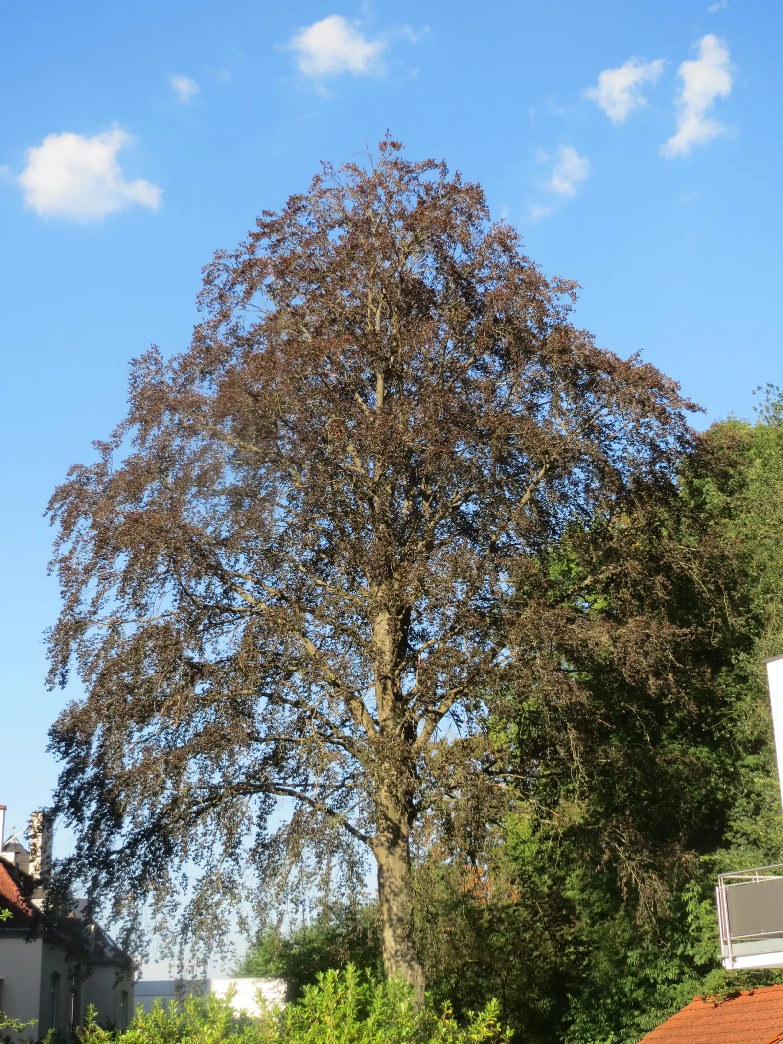 Copper Beech (Fagus Sylvatica F. Purpurea) — creating a dynamic and aesthetically pleasing garden design; ensure adequate space is provided for the, image 68