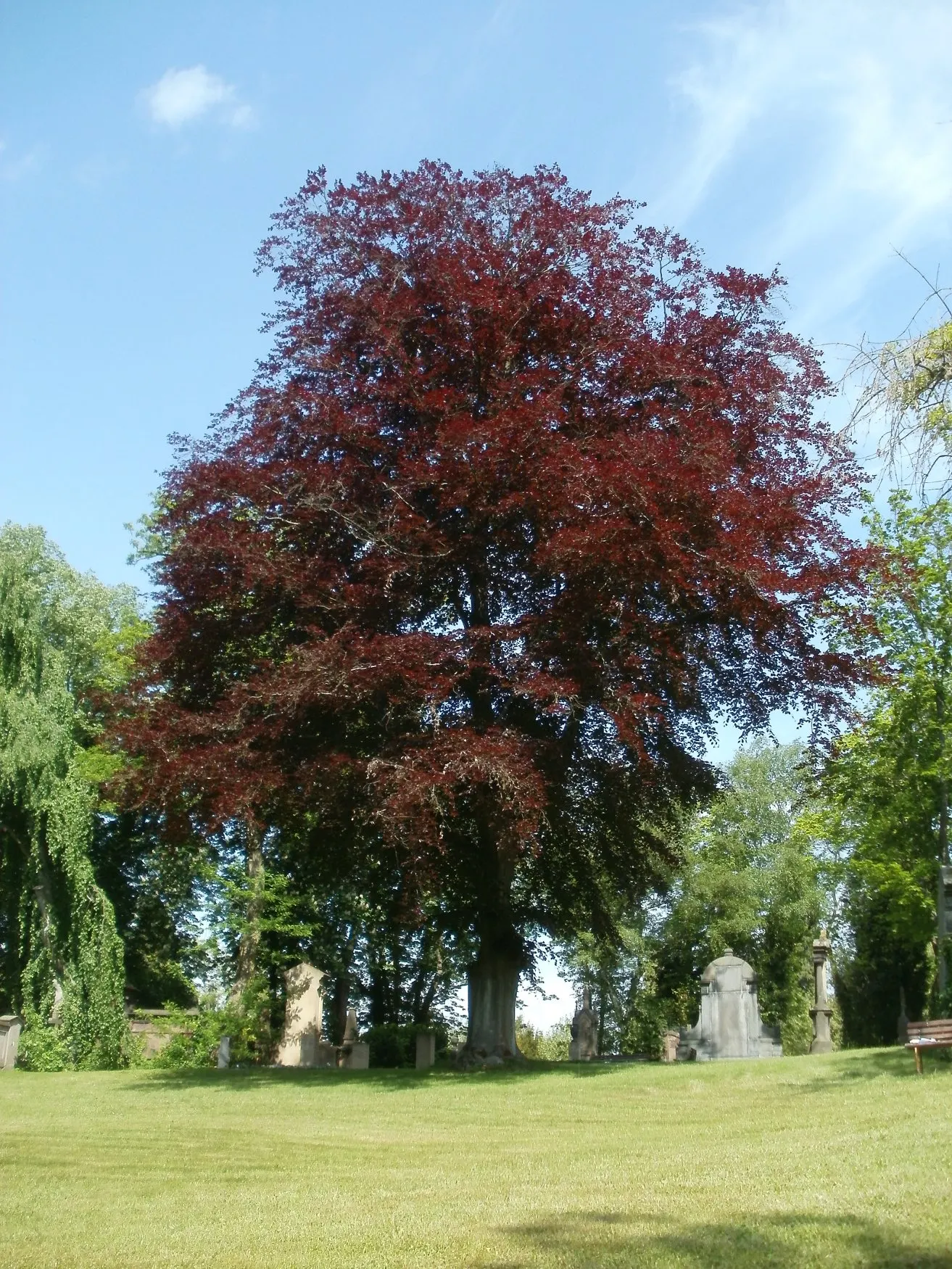 Copper Beech (Fagus Sylvatica F. Purpurea) — consider companion plants that complement its rich foliage; creating a dynamic and aesthetically, image 66