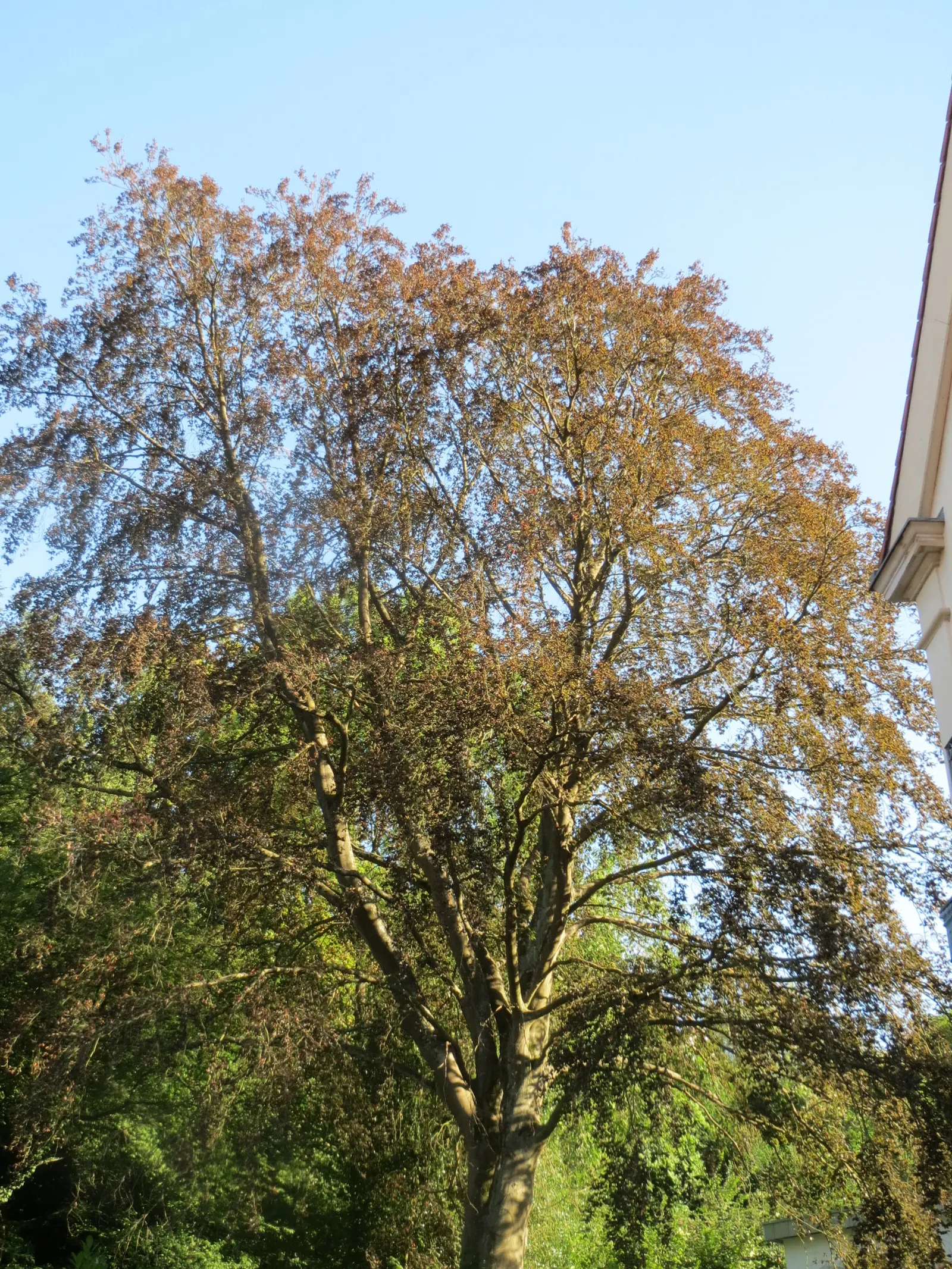 Copper Beech (Fagus Sylvatica F. Purpurea) — gray bark and low-branching; this majestic tree can attain a height of 50 to 60 feet with a spread of, image 61