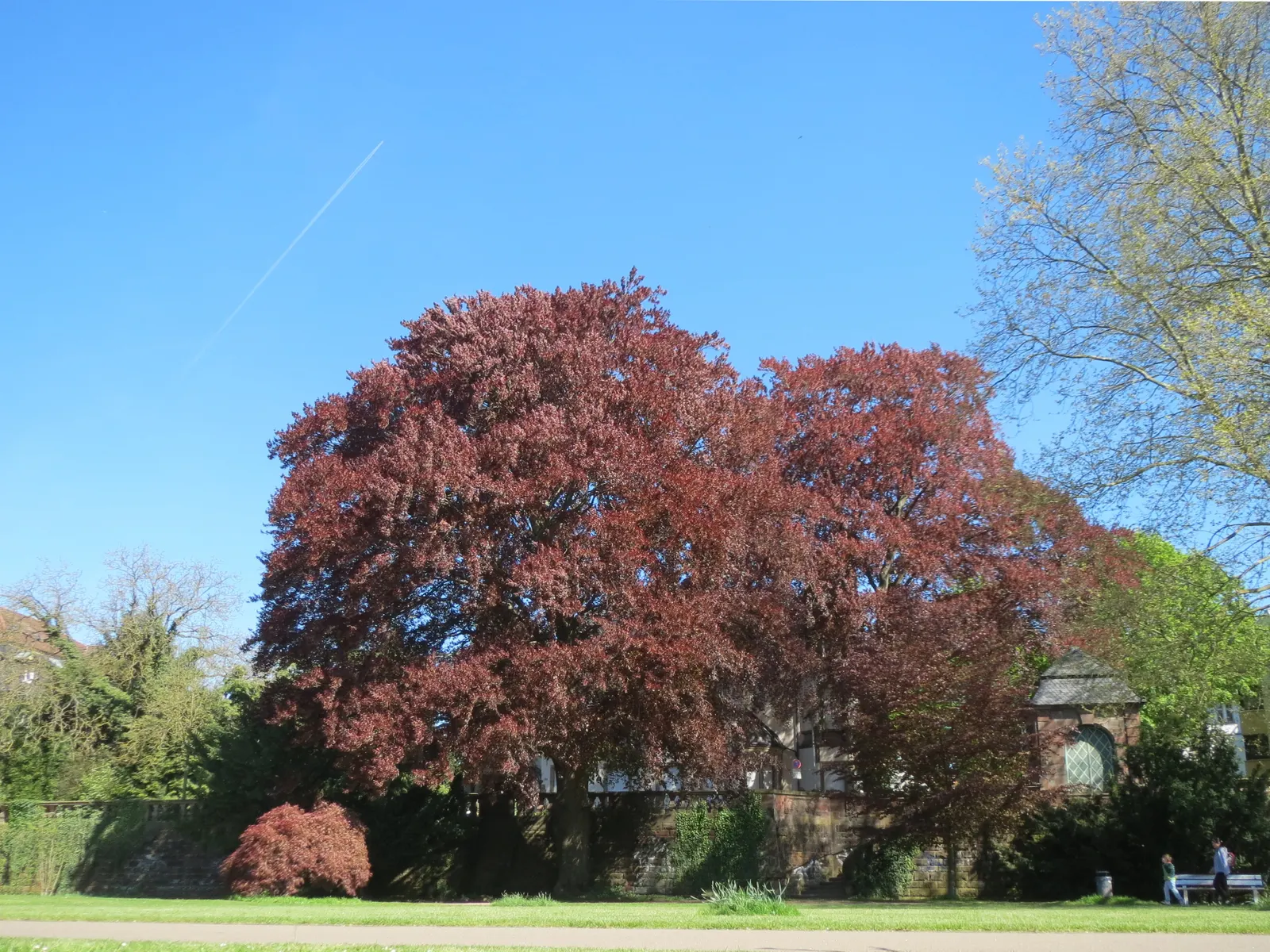 Copper Beech (Fagus Sylvatica F. Purpurea) — The Copper Beech, or Fagus sylvatica f; rounded canopy add year-round interest.<br><br>Maintenance for, image 75