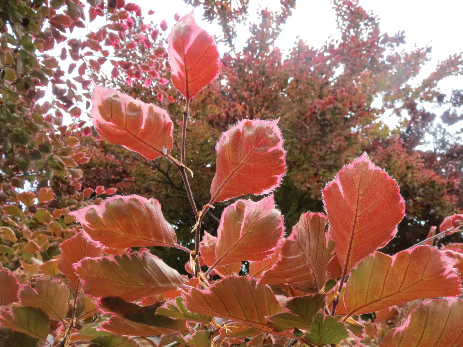 Copper Beech (Fagus Sylvatica F. Purpurea) — rounded canopy add year-round interest.<br><br>Maintenance for the Copper Beech is minimal; making it, image 62