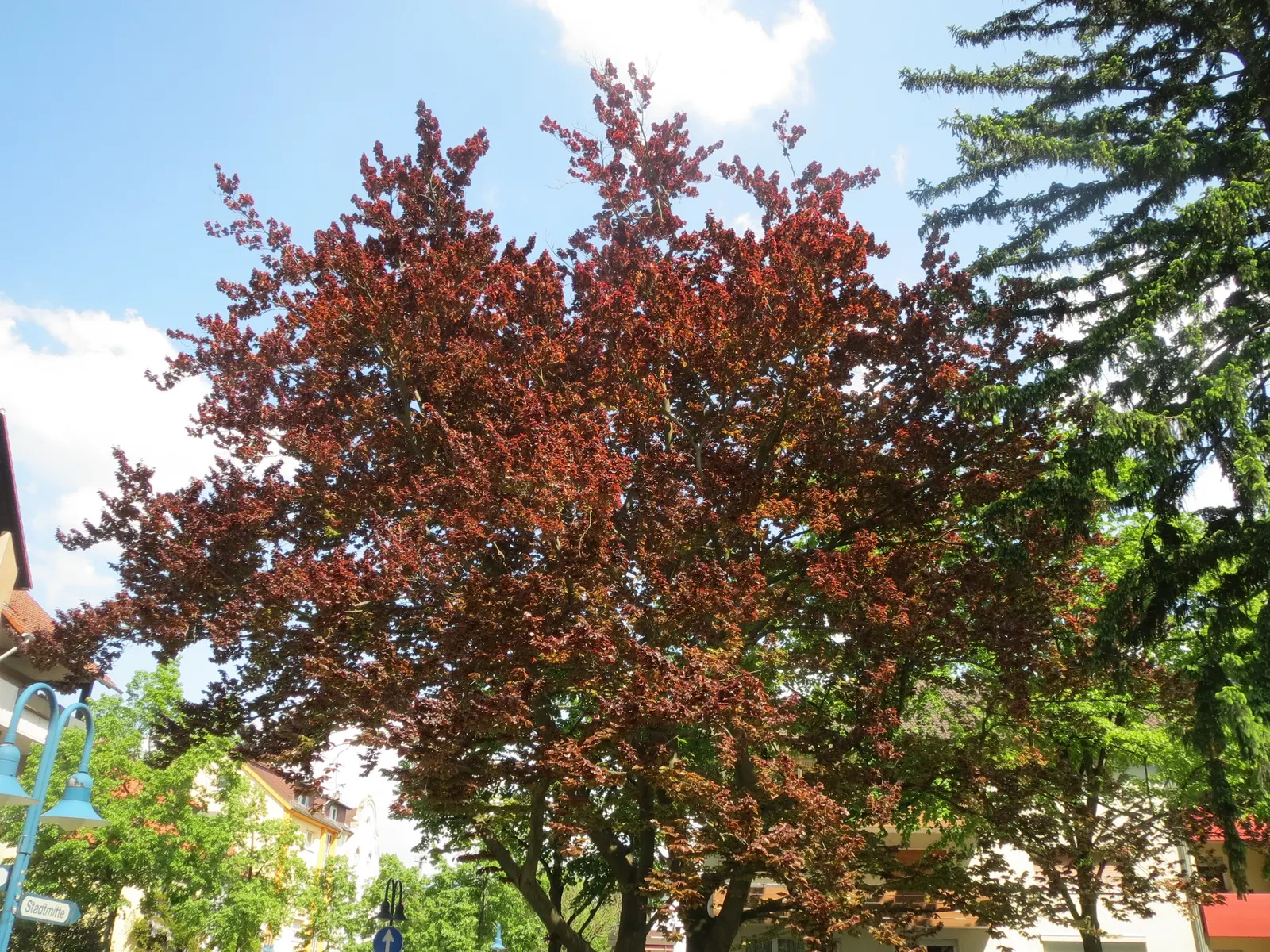 Copper Beech (Fagus Sylvatica F. Purpurea) — Its foliage is a rich purple, maturing to coppery-green; it is relatively disease-resistant, though it, image 72