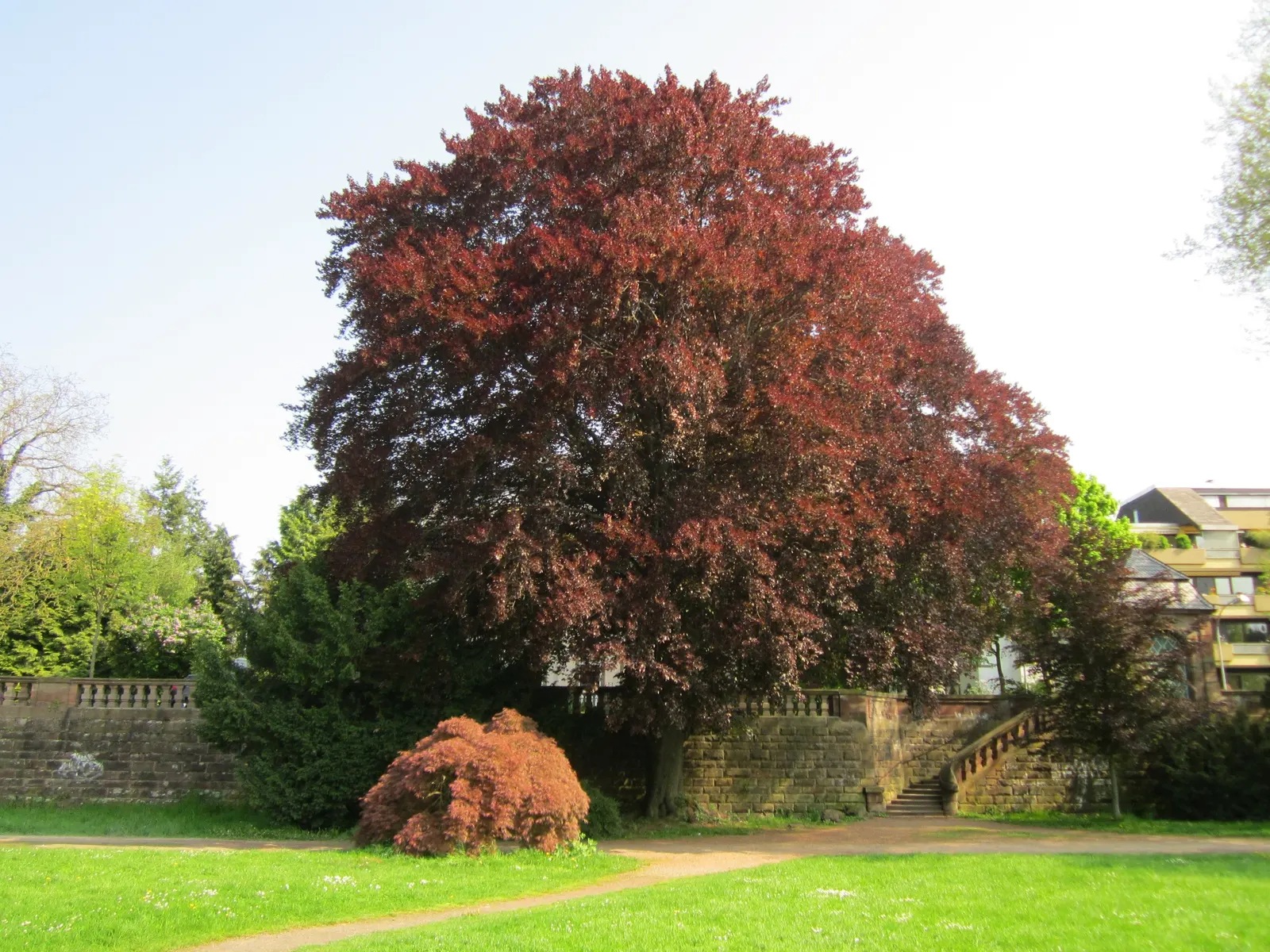 Copper Beech (Fagus Sylvatica F. Purpurea) — tree for full or half; consider companion plants that complement its rich foliage, image 69