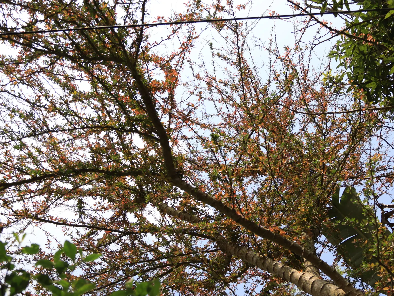 Copper Beech (Fagus Sylvatica F. Purpurea) — it's essential to account for the fact that the Copper Beech prefers well-drained; a standout, image 80