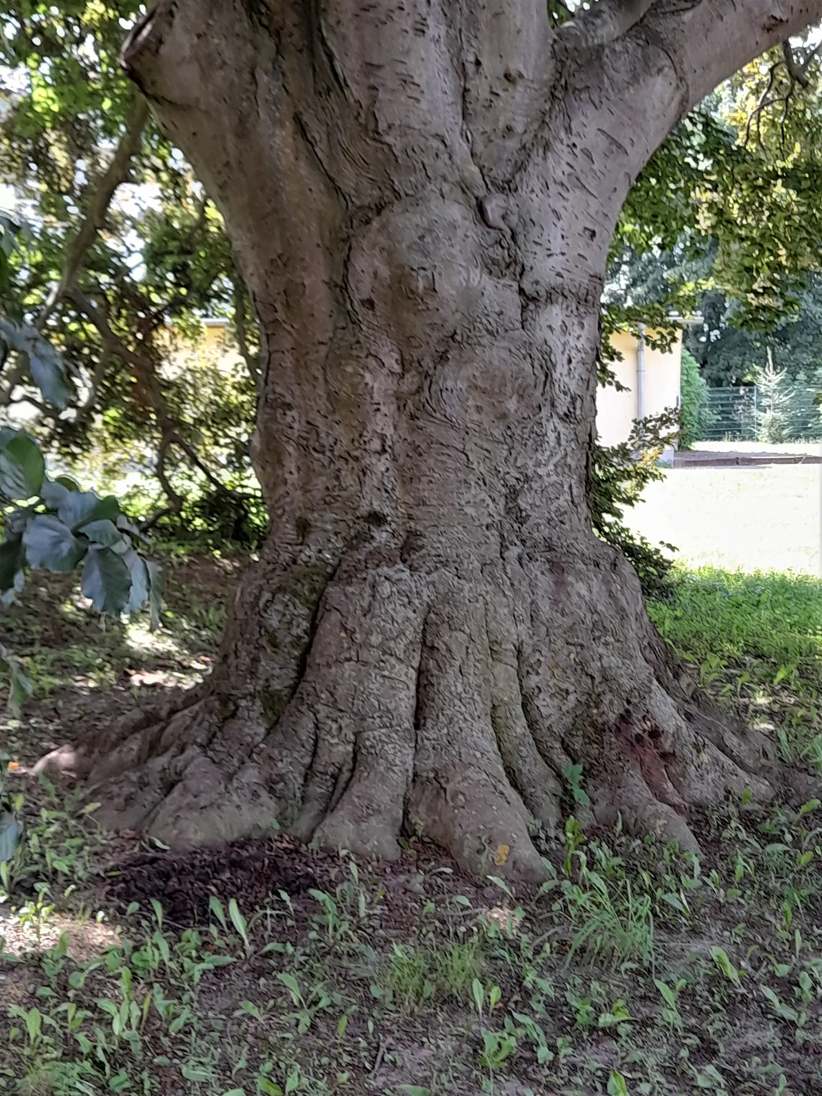 Copper Beech (Fagus Sylvatica F. Purpurea) — purpurea, is a striking deciduous tree reaching up to 60-80 feet tall with a spread of 40-60 feet, image 71