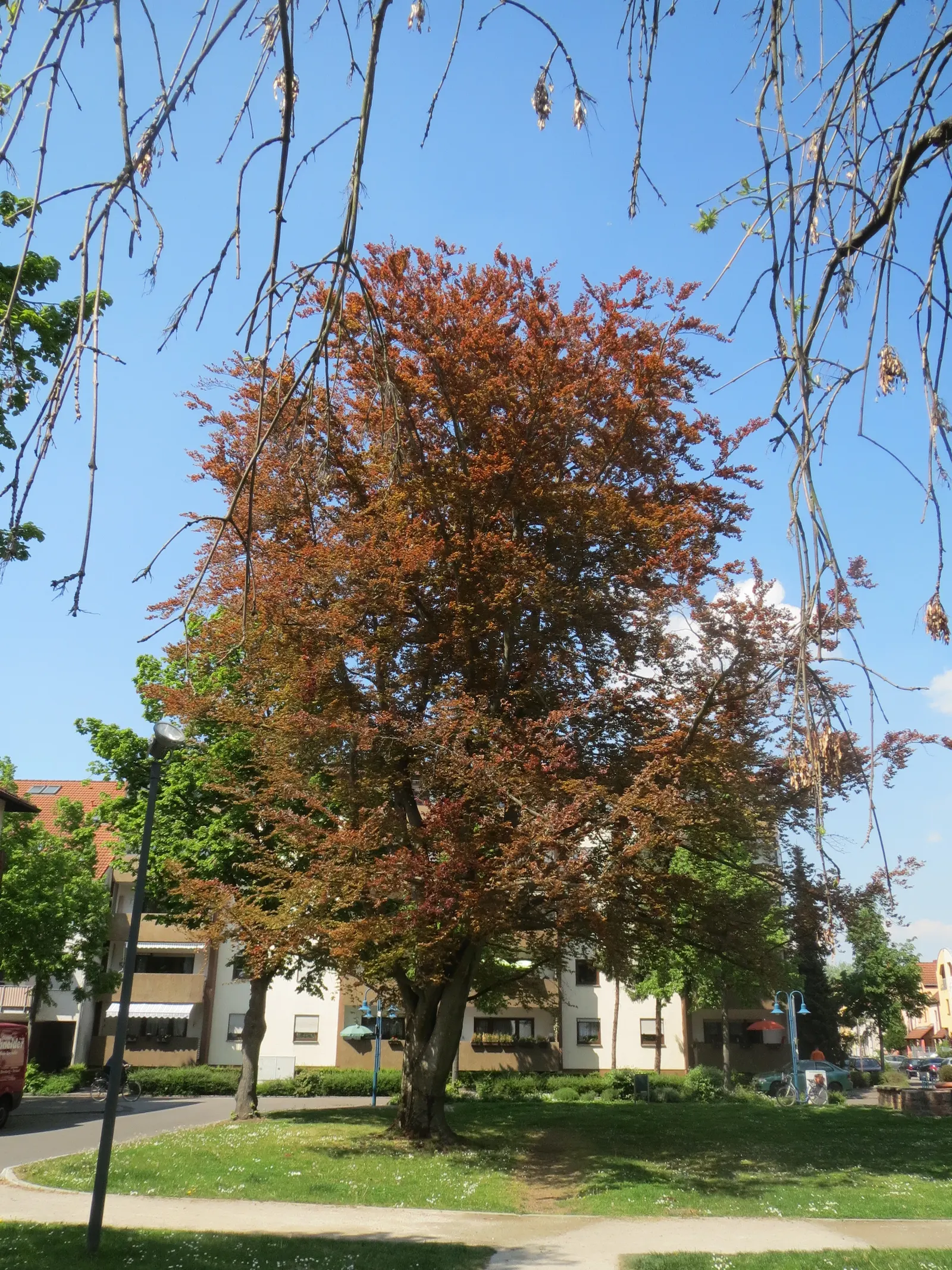 Copper Beech (Fagus Sylvatica F. Purpurea) — Ensure adequate space is provided for the root system to establish; when placing the Copper Beech in a, image 59
